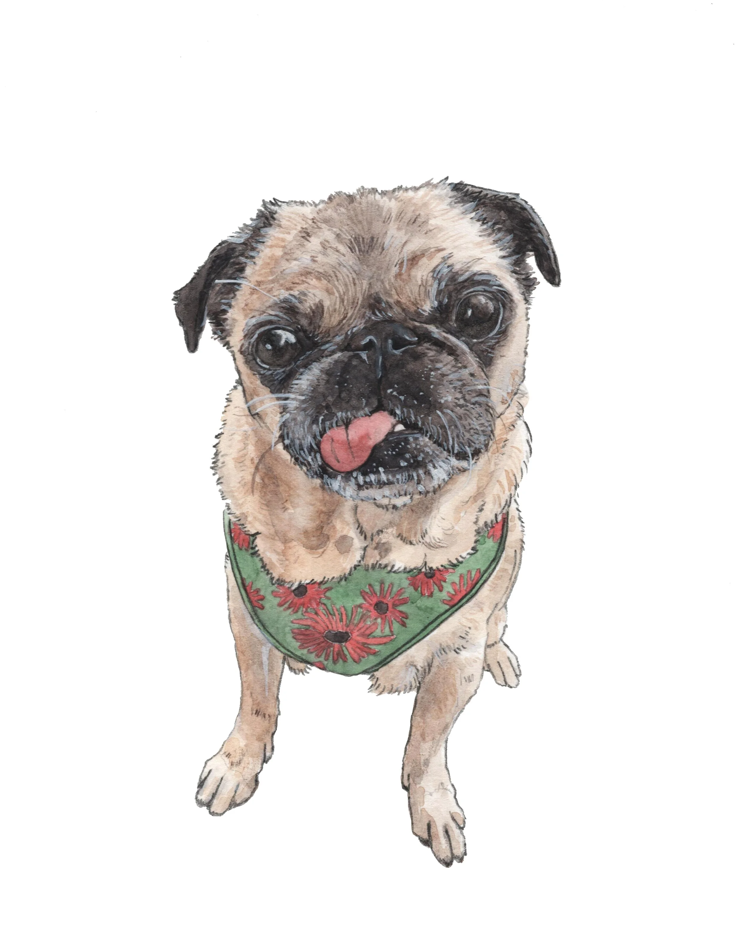 A watercolor painting of a pug dog with a green bandana with red flower pattern around its neck, sticking out its tongue.