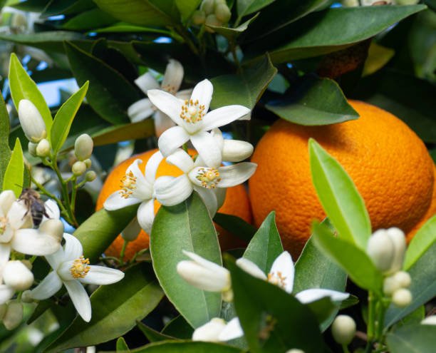 A Season of New Beginnings at The Beach Havens