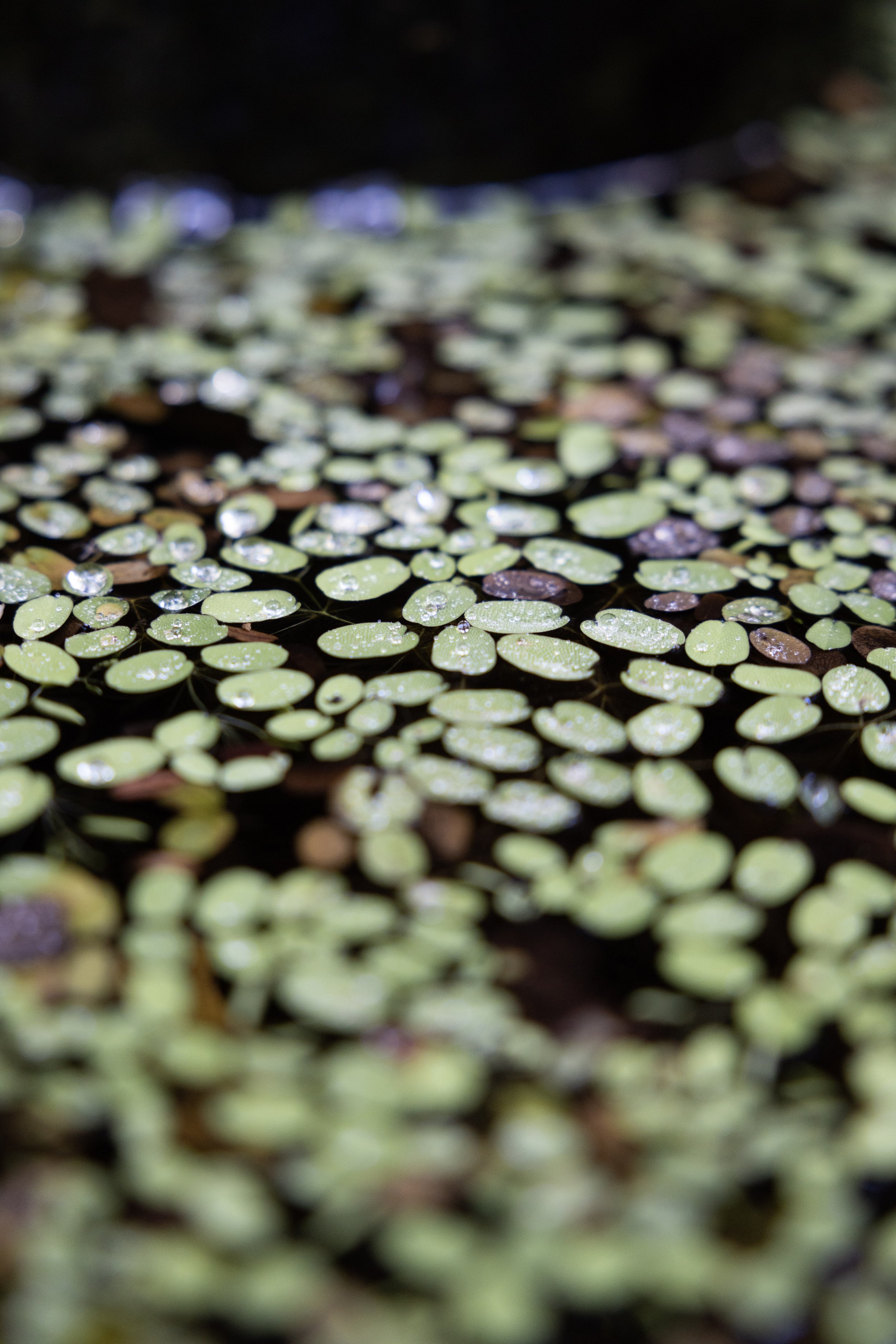 Serene floating lily pads in a tropical water feature at Haven Tropicana’s private garden.