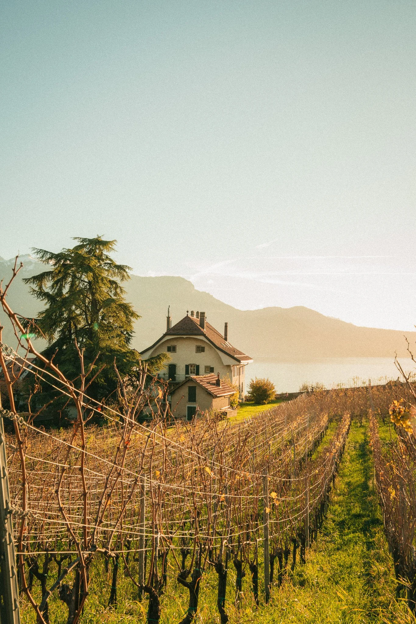 Vineyard with rows of grapevines near a white house with a red roof, trees, and a mountain range in the background under a clear sky.