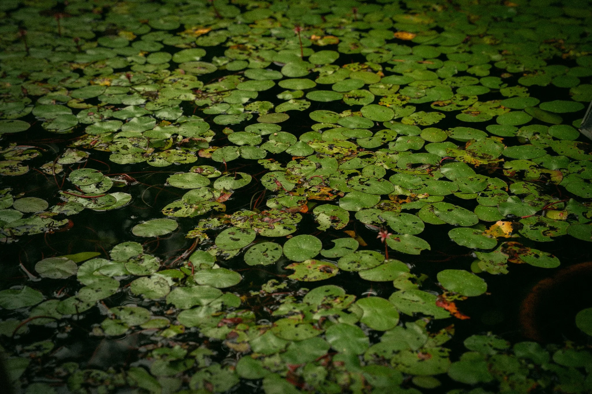 DSC00751.jpg