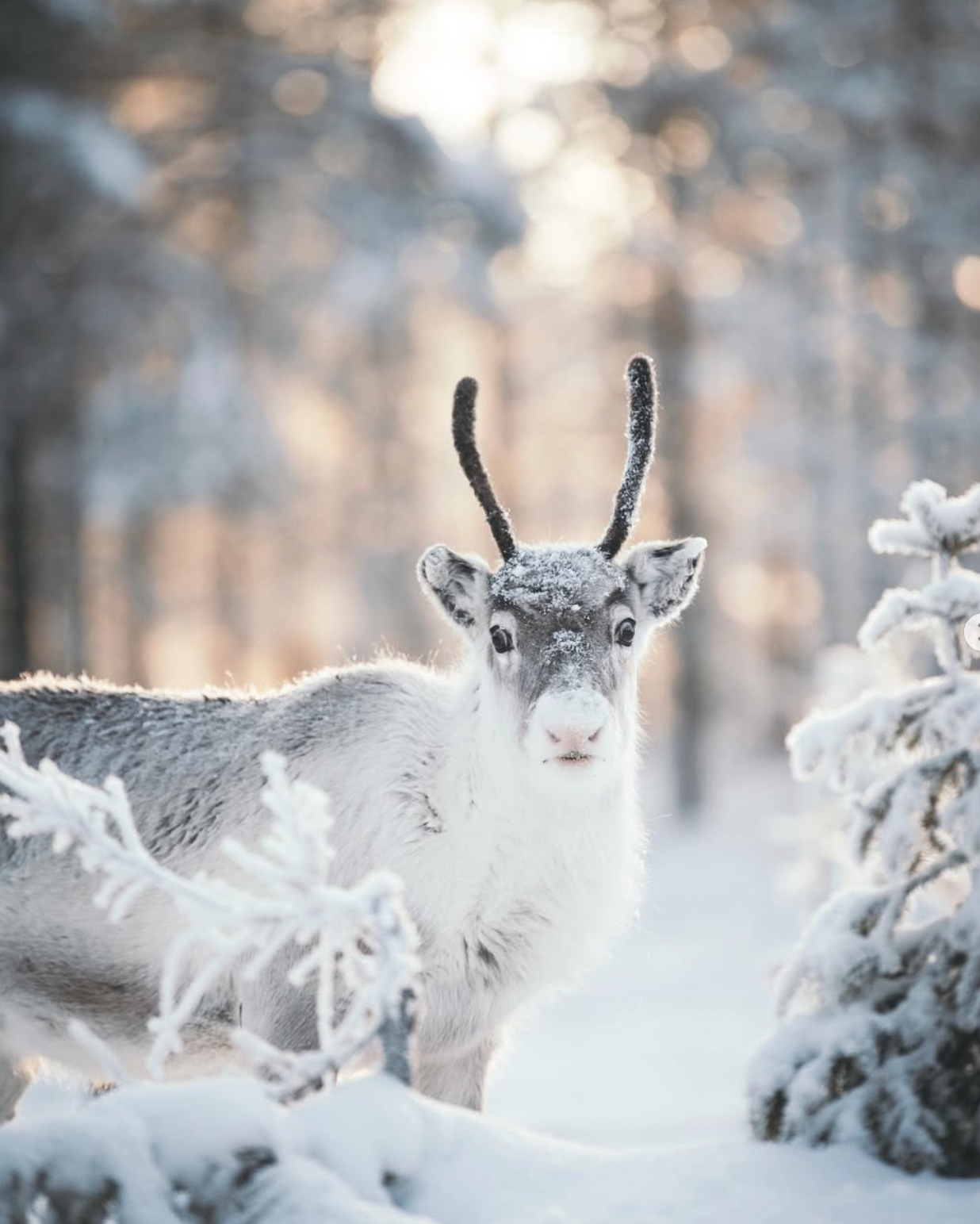 Authentic Reindeer Experiences Finland