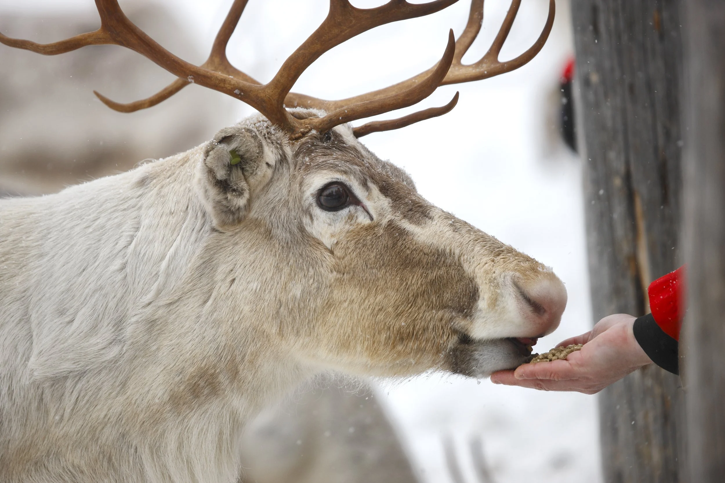 Authentic reindeer experiences
