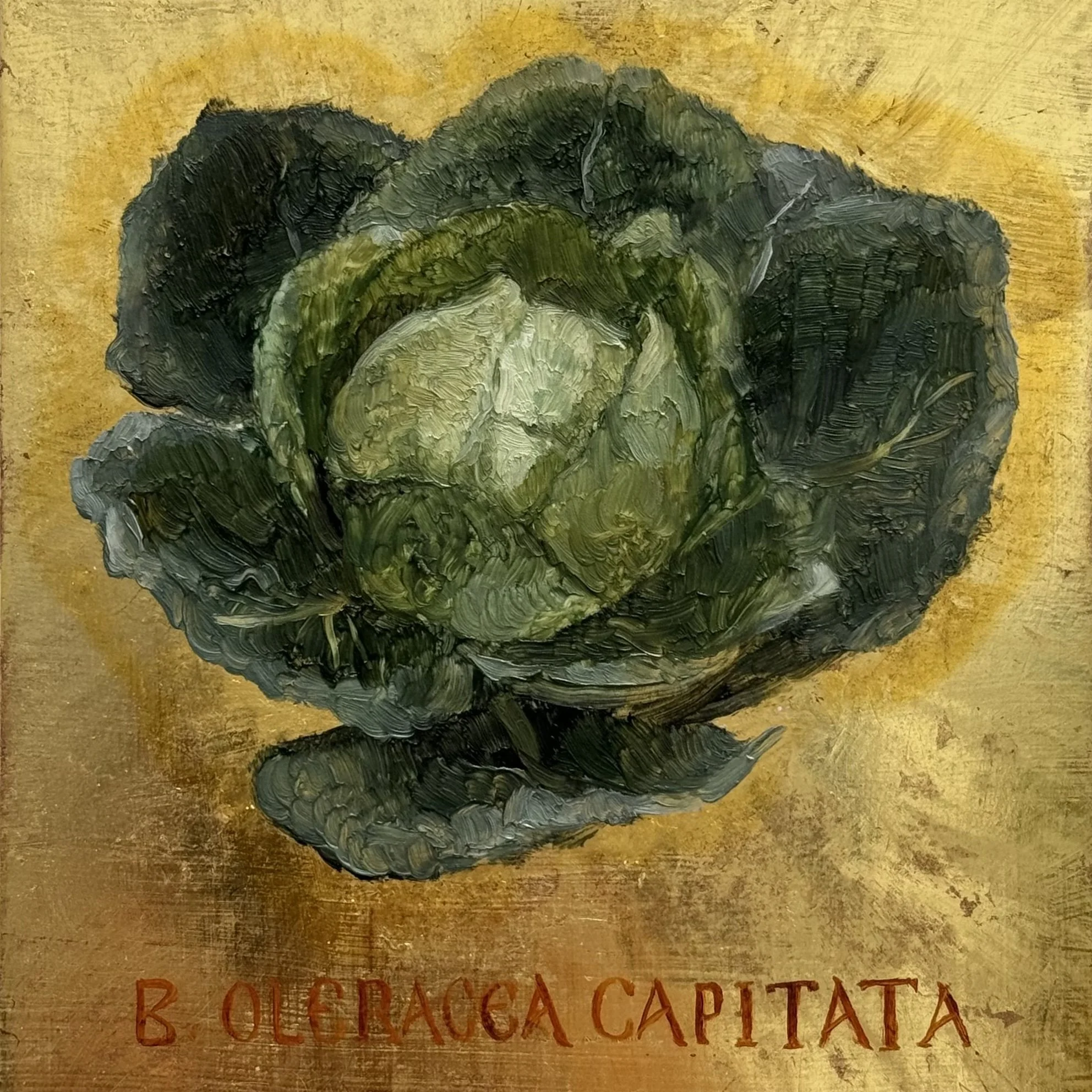 Brassica