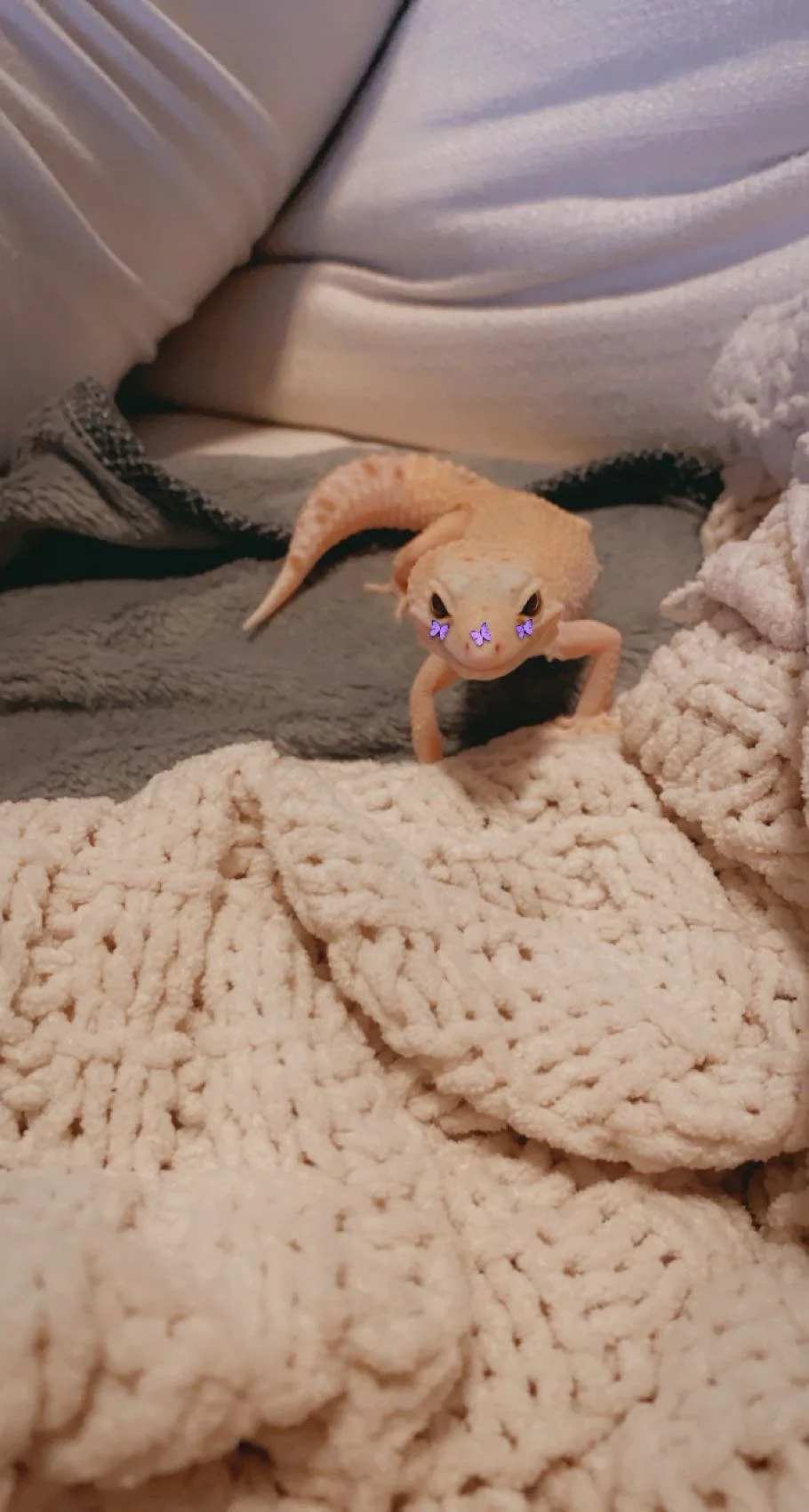 Yellow leopard gecko with purple butterfly filter on face laying on top of cozy blankets and looking into the camera with sass. 