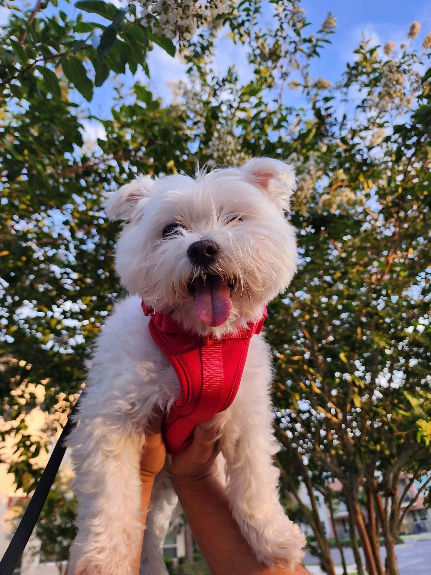 Maltese dog smiling and wearing a red harness being lifted in the air with trees and a blue sky in the background