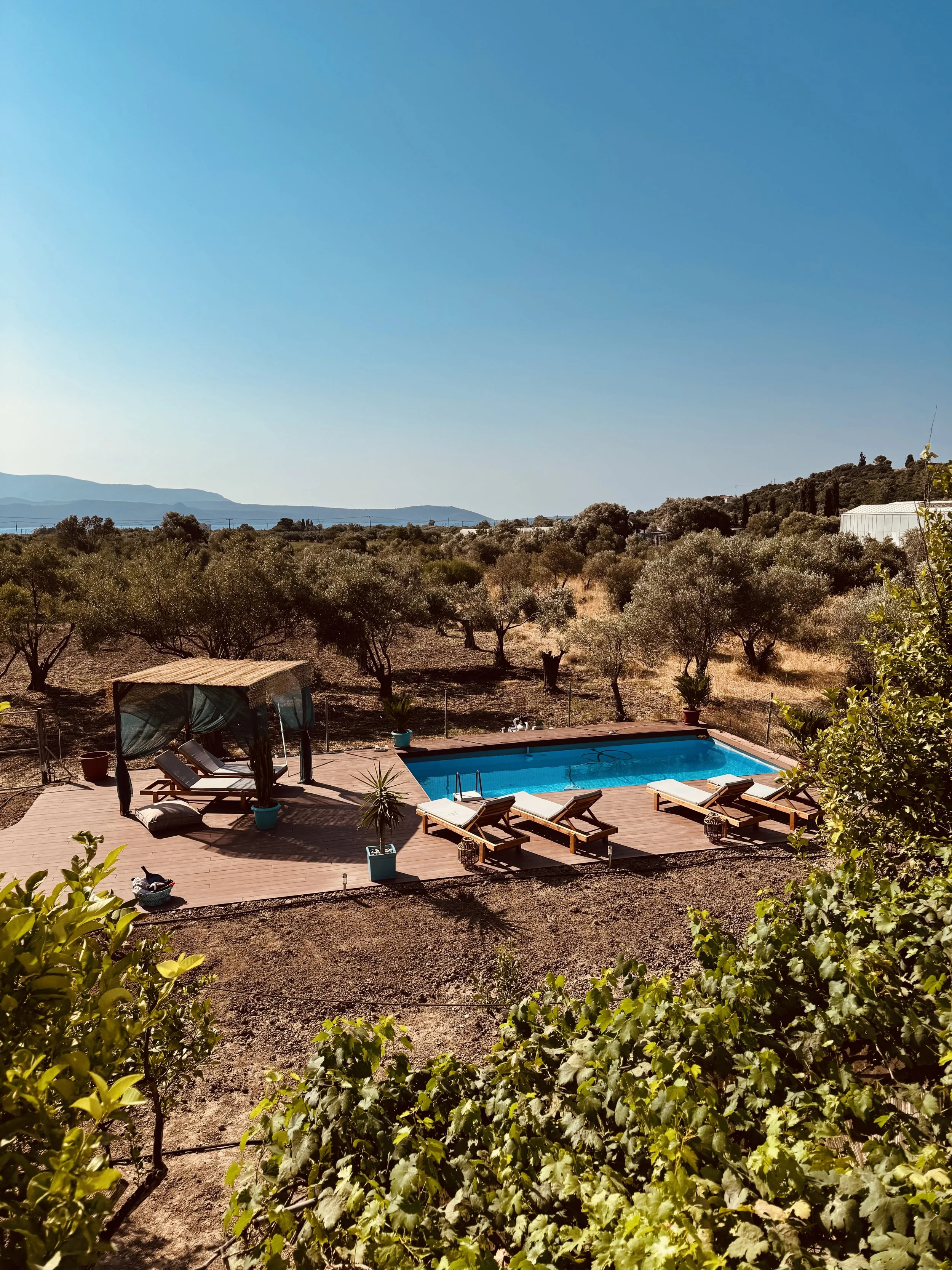 Een tuinterras met een zwembad en ligandstoelen met uitzicht op olijfbomen onder een blauwe hemel.