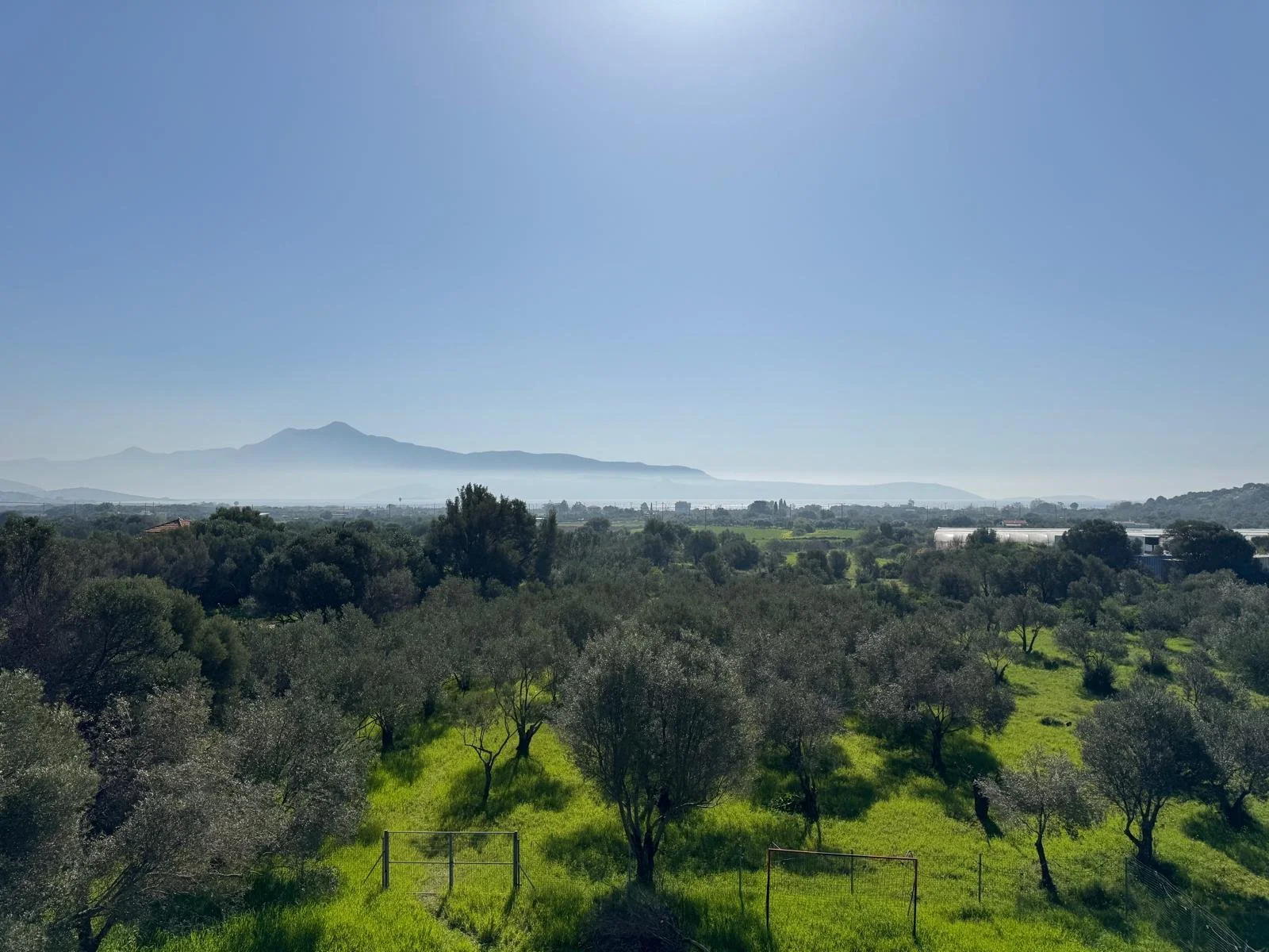 Zonnig landschap met groene velden, verspreide bomen en een bergketen aan de horizon, onder een heldere blauwe hemel.