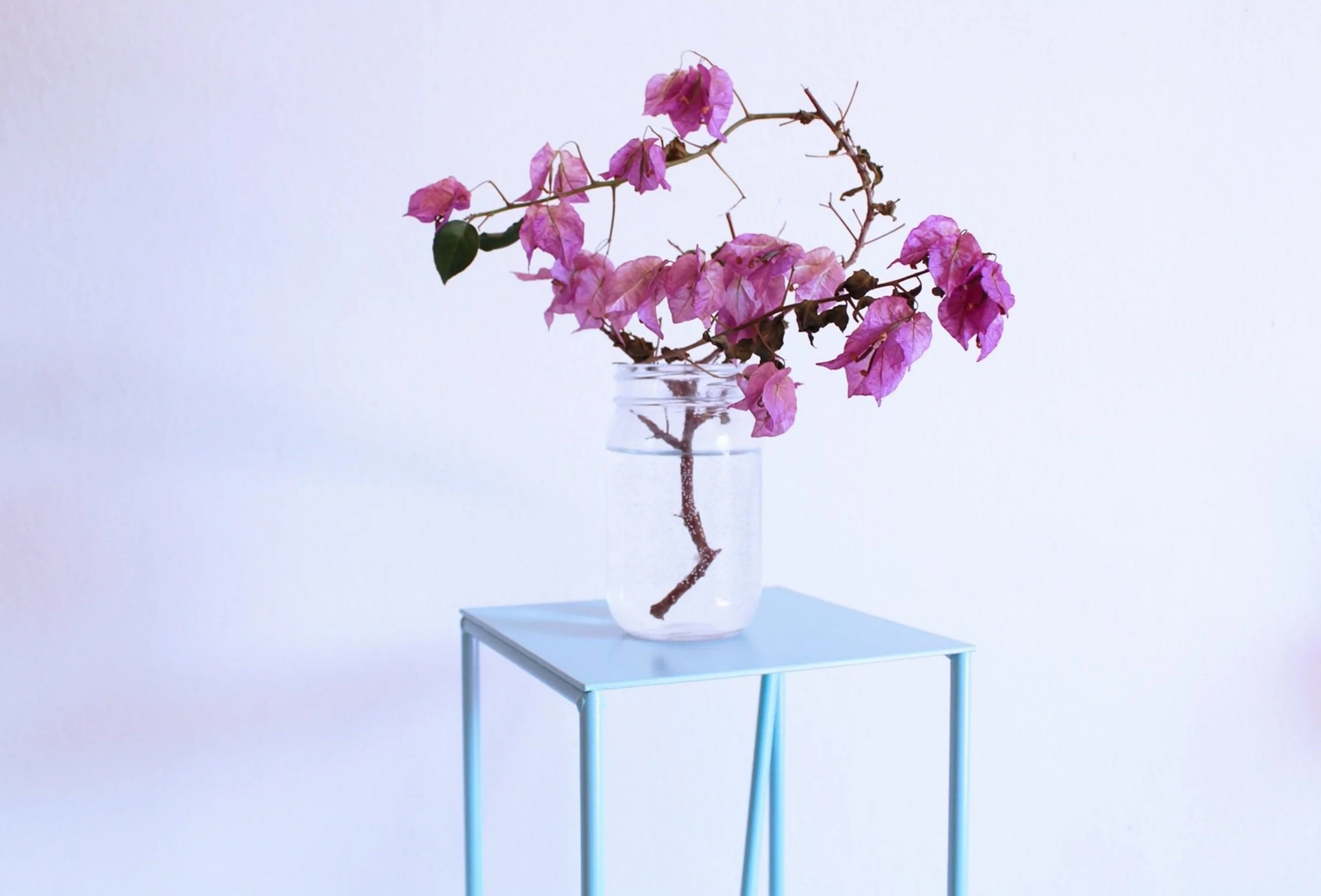 Ramo di bouganvillea con fiori rosa in un vaso di vetro su un tavolino azzurro.