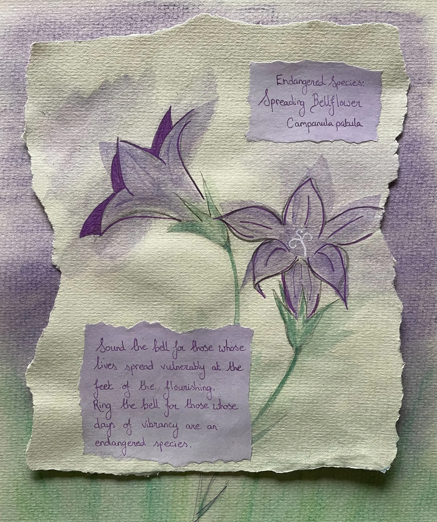 A painting of two purple bellflowers with an accompanying poem: ‘Sound the bell for those whose lives spread vulnerably at the feet of the flourishing. Ring the bell for those whose days of vibrancy are an endangered species’.
