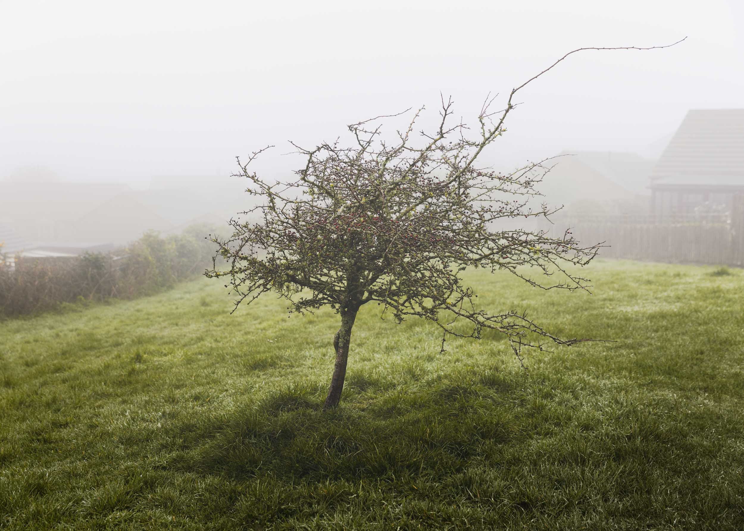 A photograph centred on a scraggly hawthorn bush, in a field of green grass, with a row of houses in the distance obscured by thick fog.
