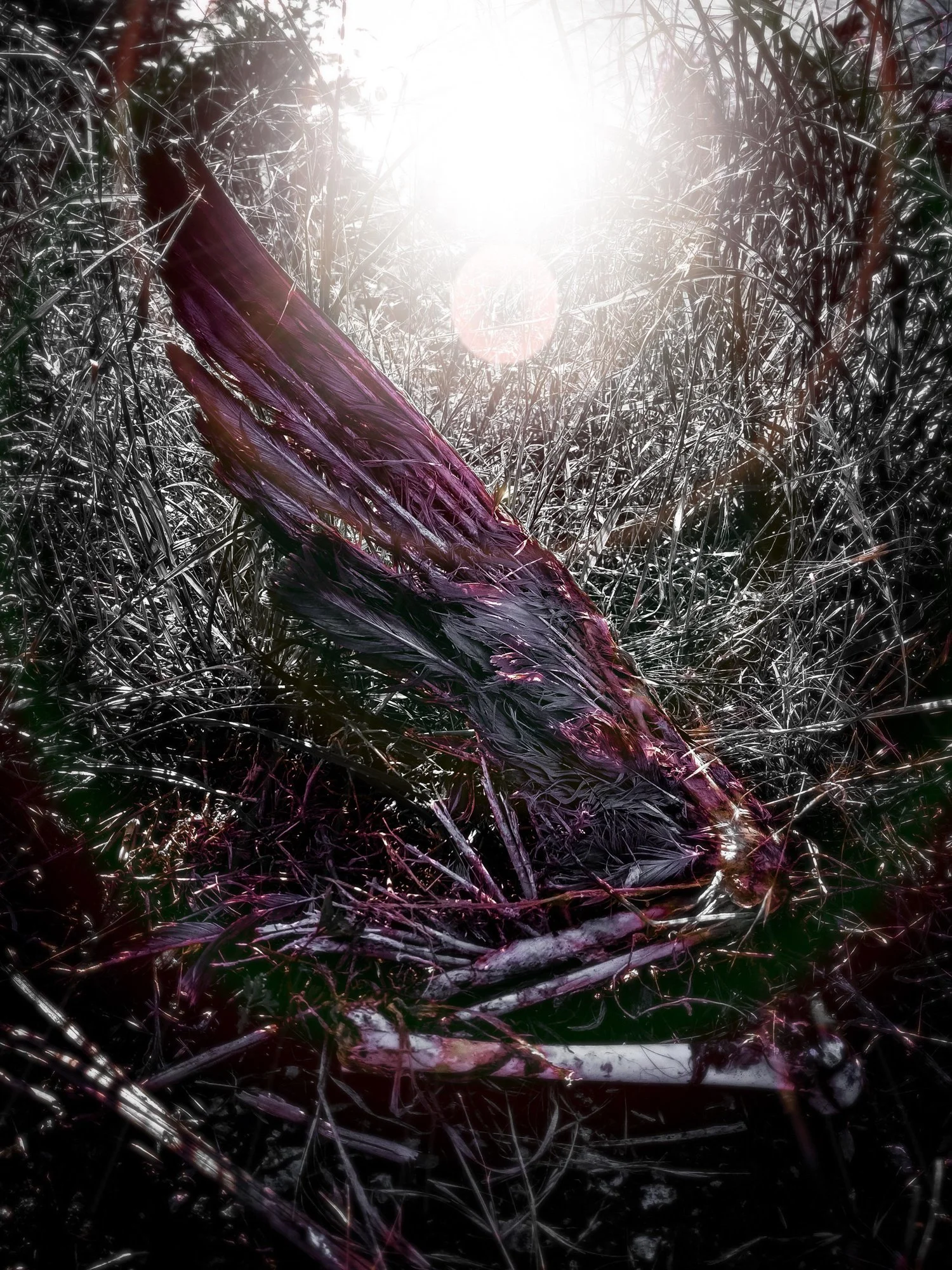 A photograph of a decomposed wing of a bird in tall grass. The sun appears as a halo in the background.