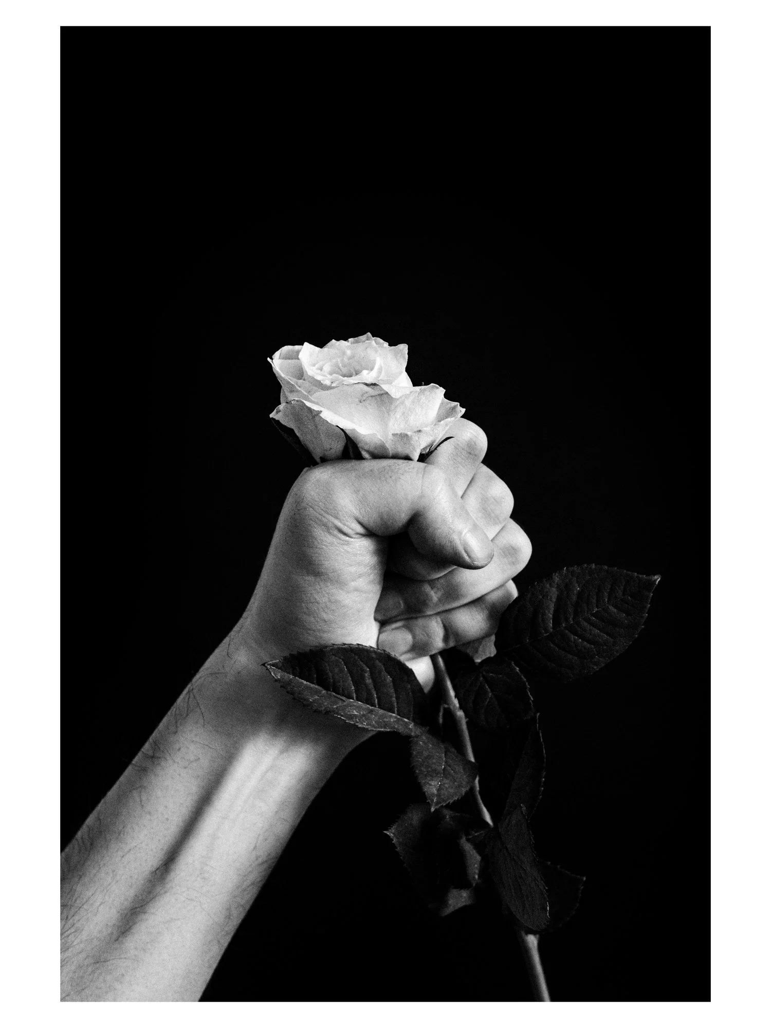 A grainy black-and-white photograph of a fist holding a white rose against a black background.