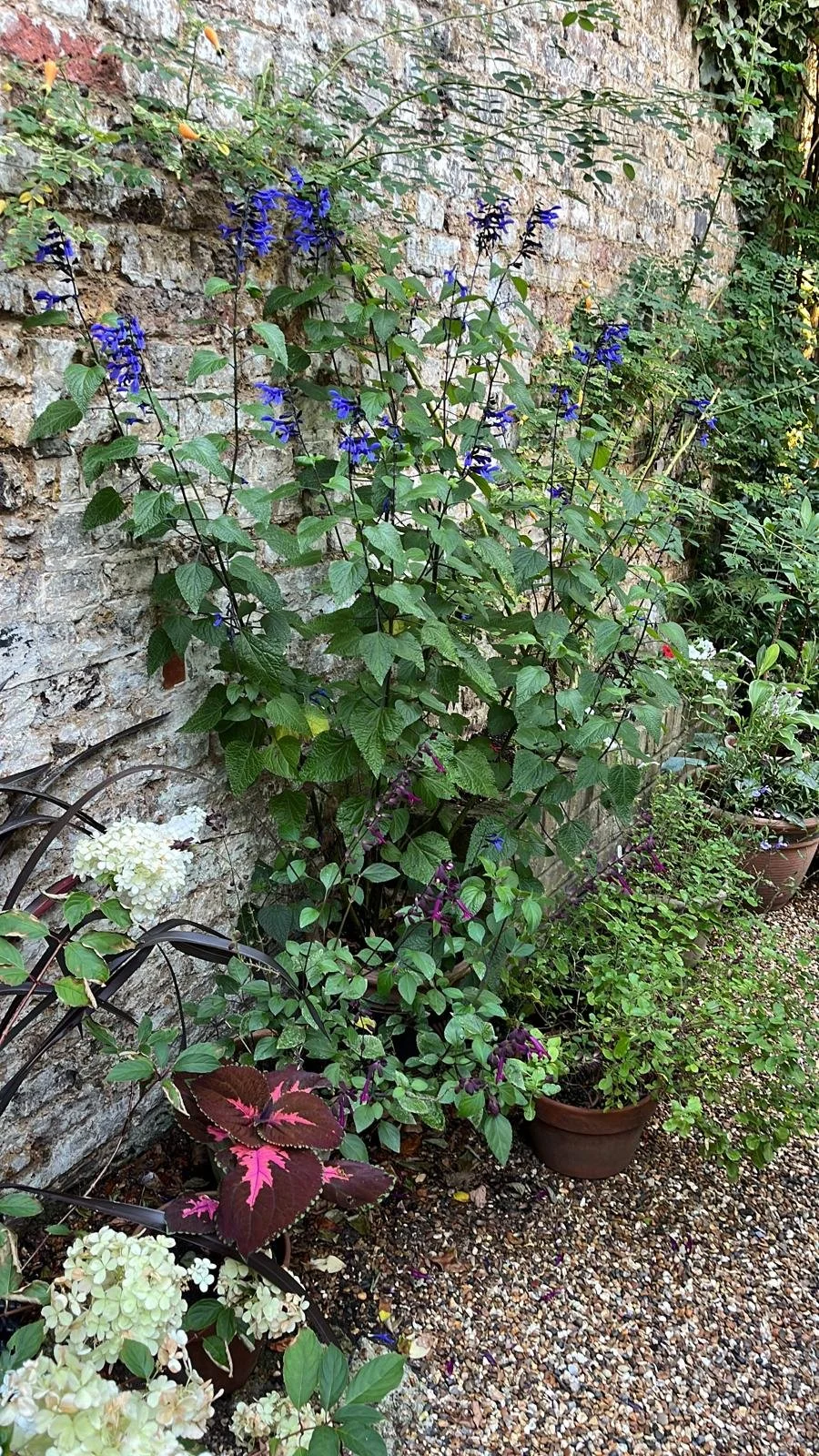 WhatsApp Image 2024-09-30 at 14.37.59_dda3e62b salvia.jpg