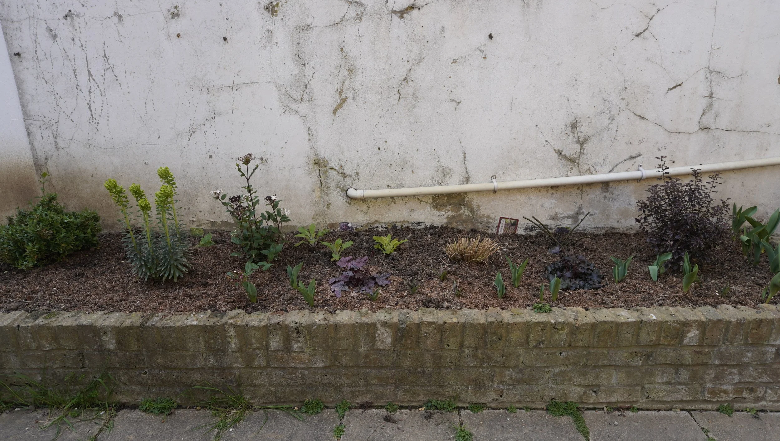 _DSC0897 big bed first plants.JPG