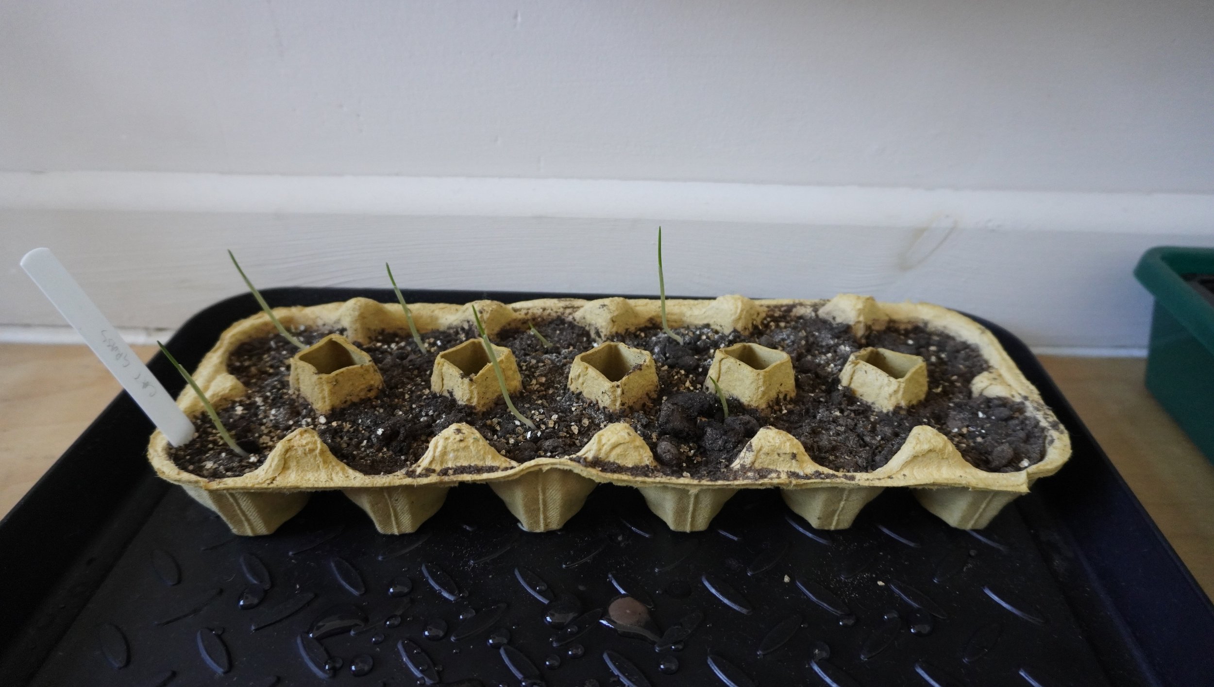 _DSC0780 Seedlings 1.JPG