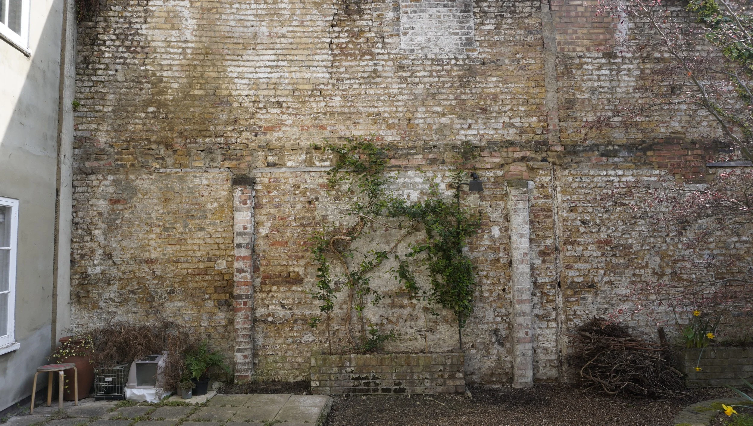 _DSC0884 honey suckle cut back.JPG