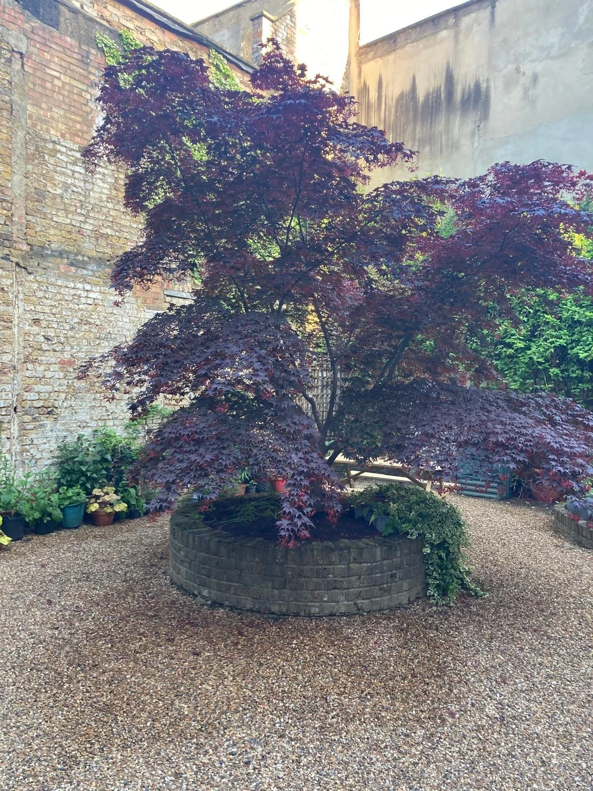 PHOTO-2024-10-01-11-27-22 acer.jpg