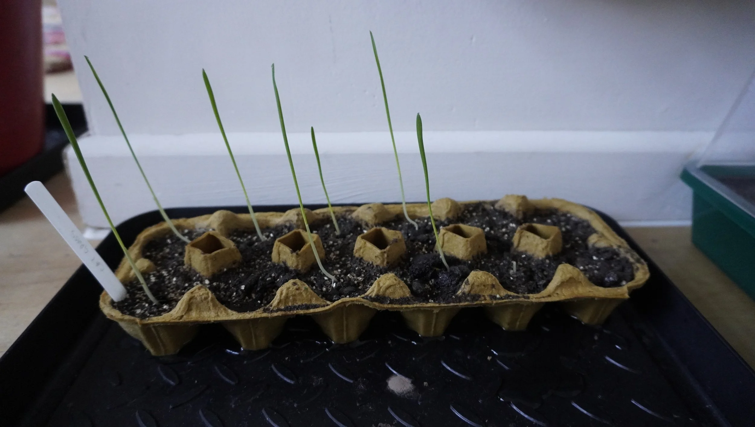 _DSC0792 seedlings 2.JPG