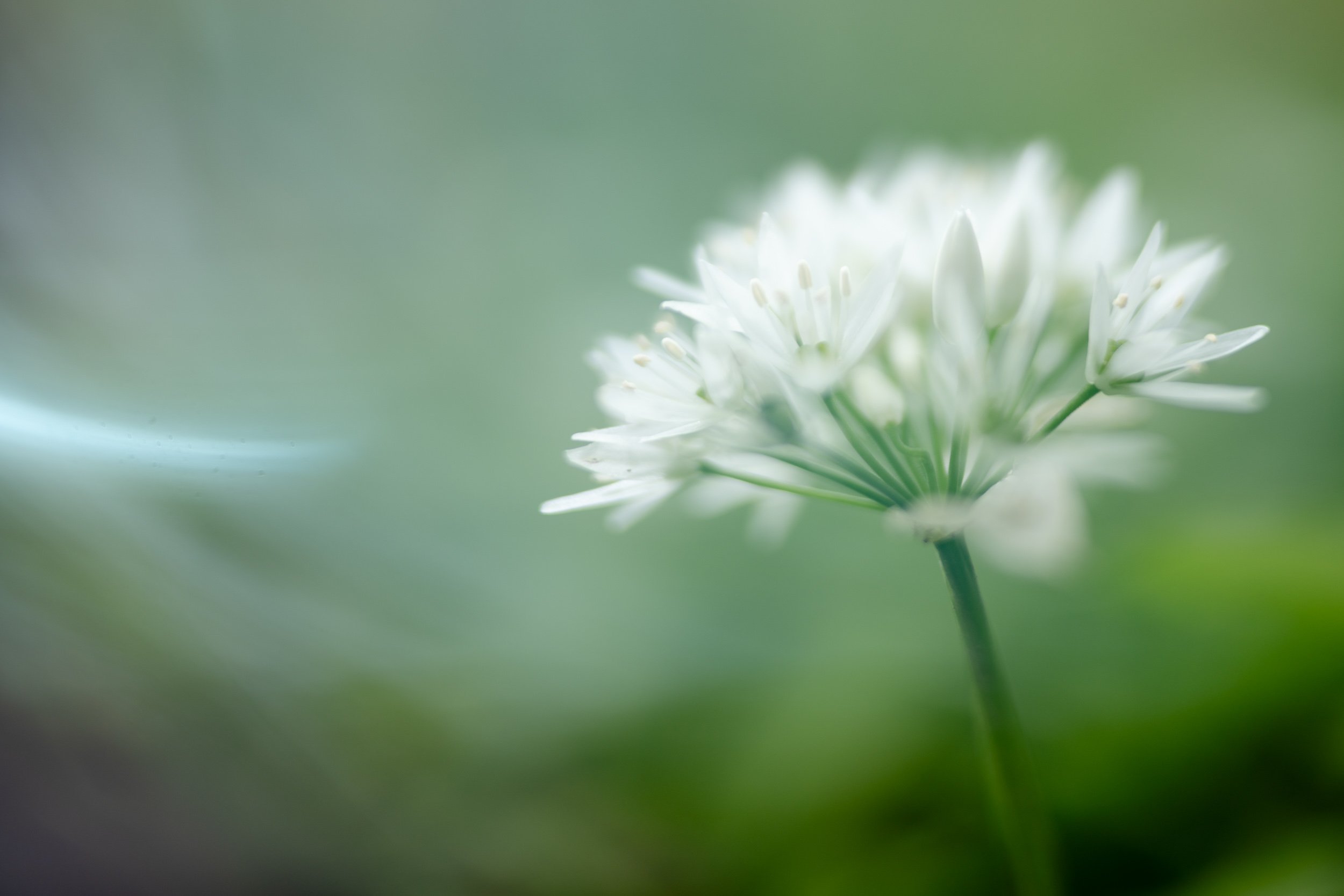 Close-up of a white wild garlic flower with multiple delicate petals and yellow stamens, set against a soft green background.