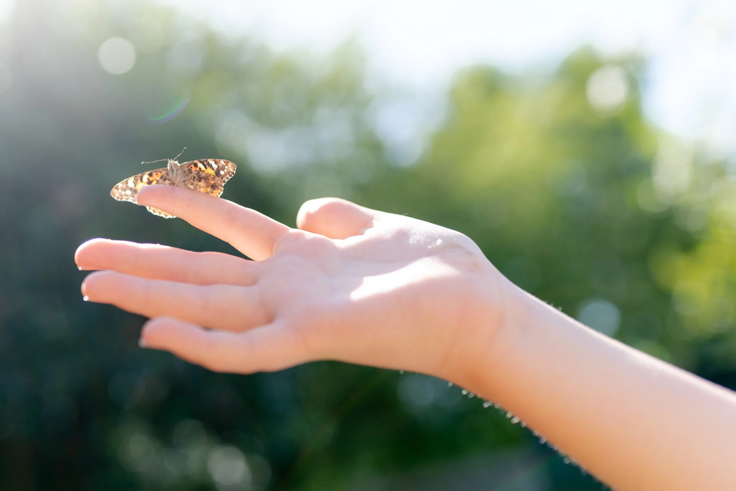 A person with light skin holding an orange and black butterfly on their index finger outdoors, with blurred green foliage in the background.