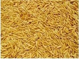 NEL / UNHUSKED PADDY RICE / PADDY RICE