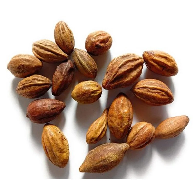 KADUKKAI / INKNUT / BUAH KADUKA  (HERBAL)