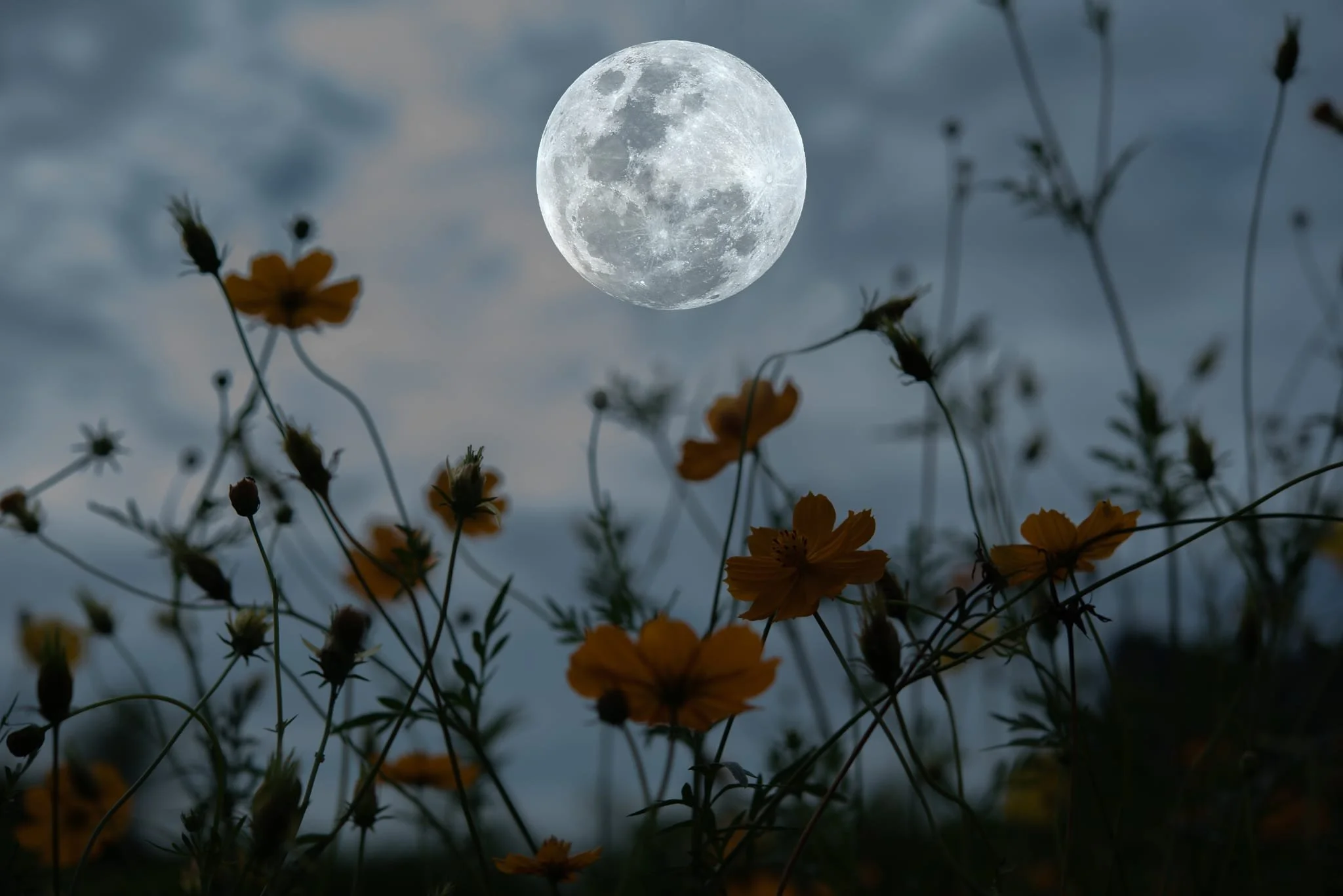 New Moon circle