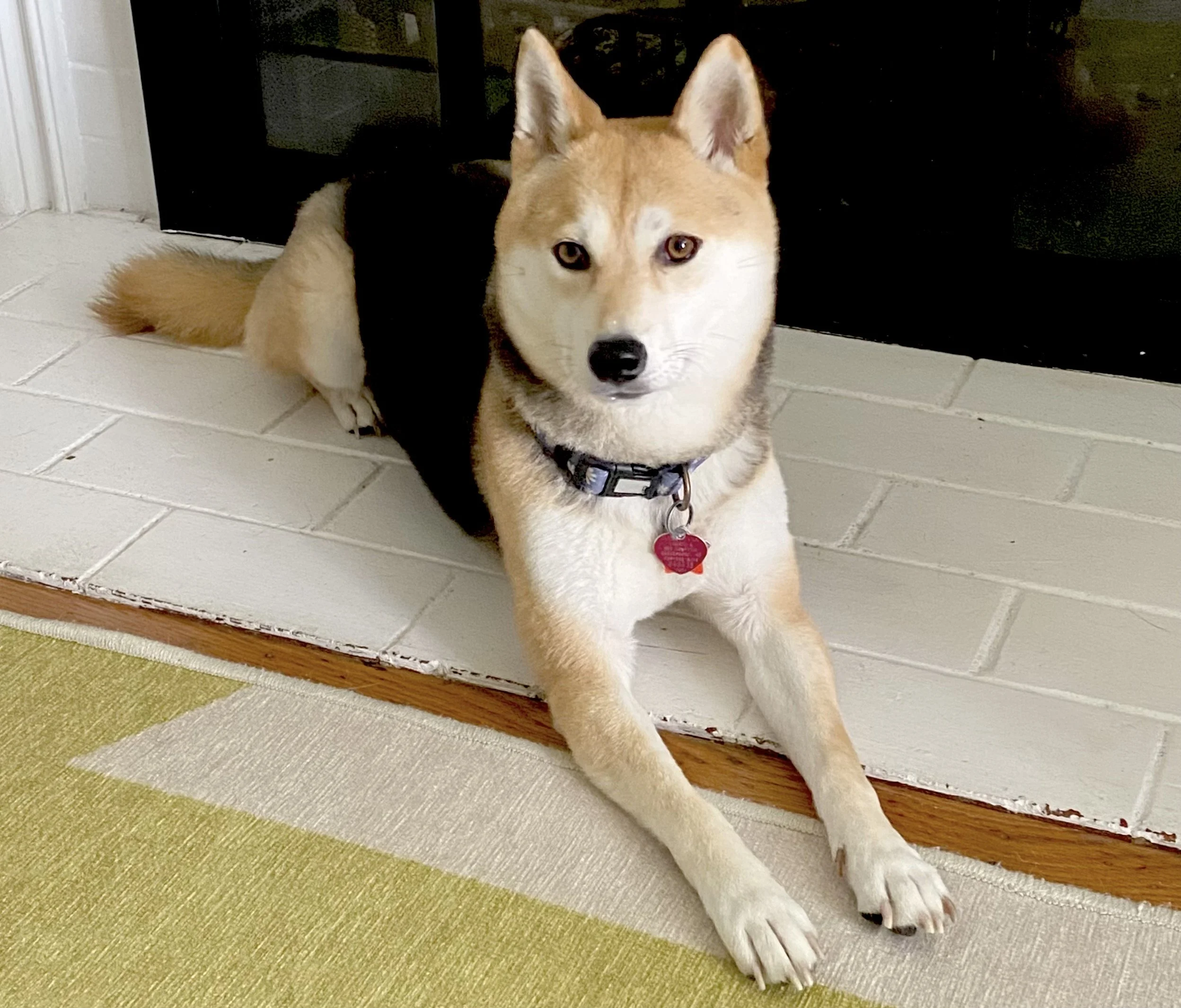 A Shiba Inu dog lying on a white tiled hearth in front of a black fireplace, with a multicolored rug partially visible in the foreground.