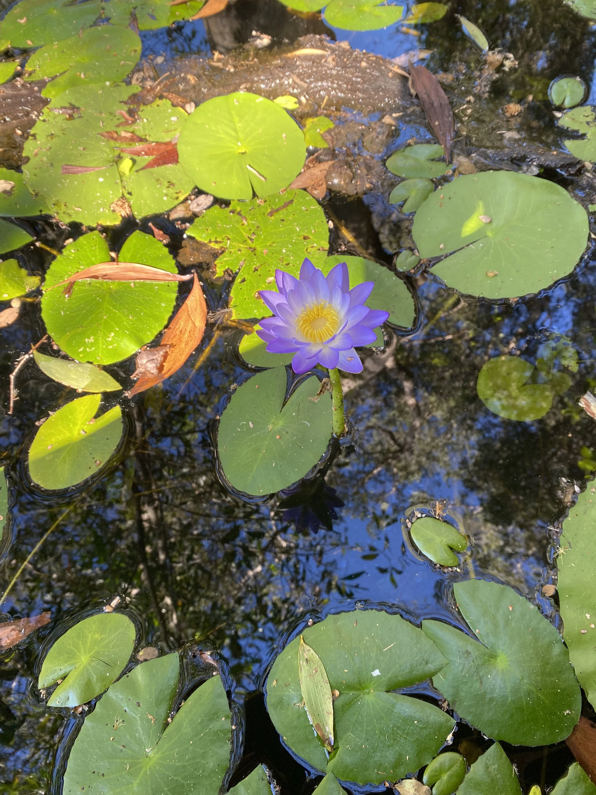 Waar lelie en lotus bloeien