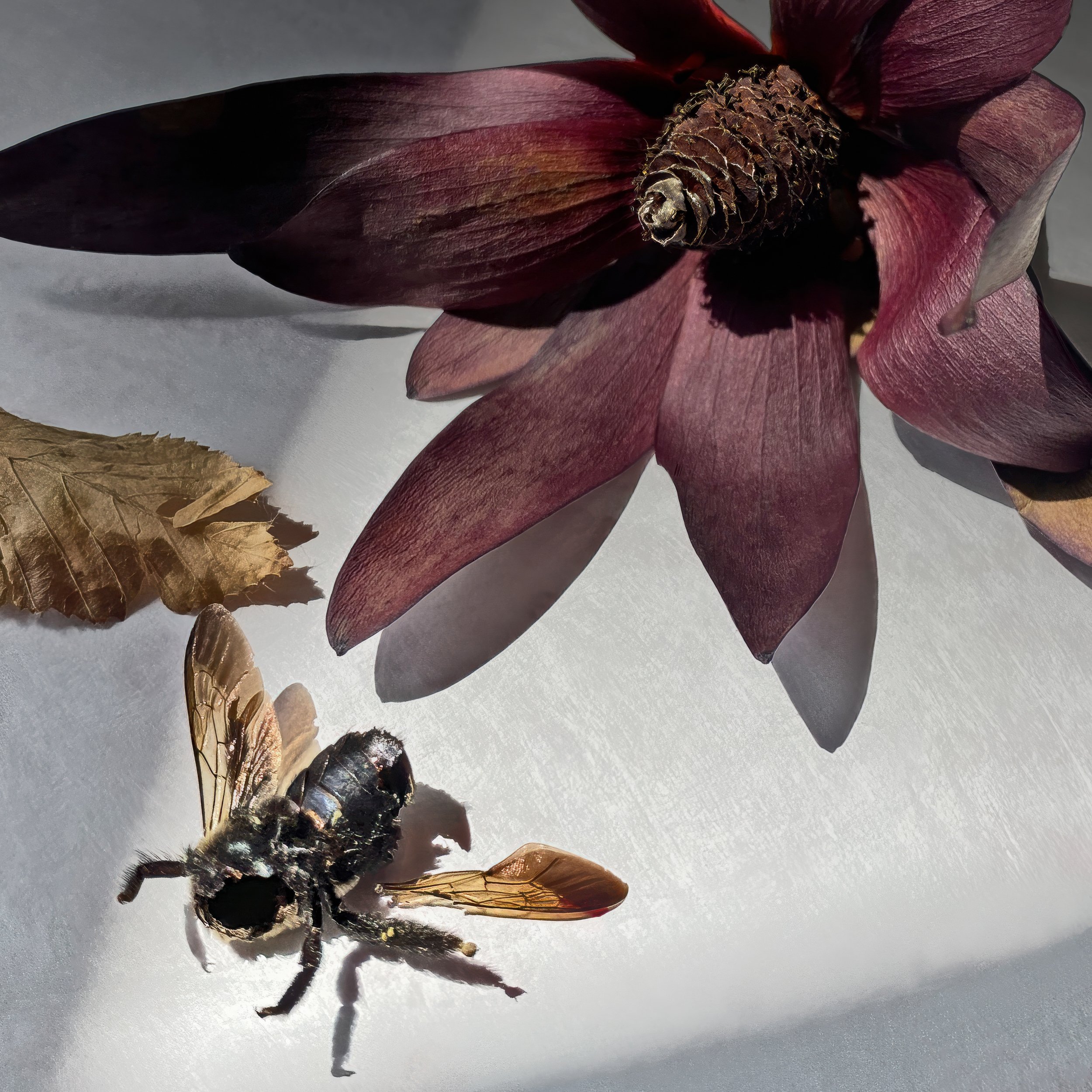 Bumble Bee 2.b-topaz-upscale-2x.jpeg
