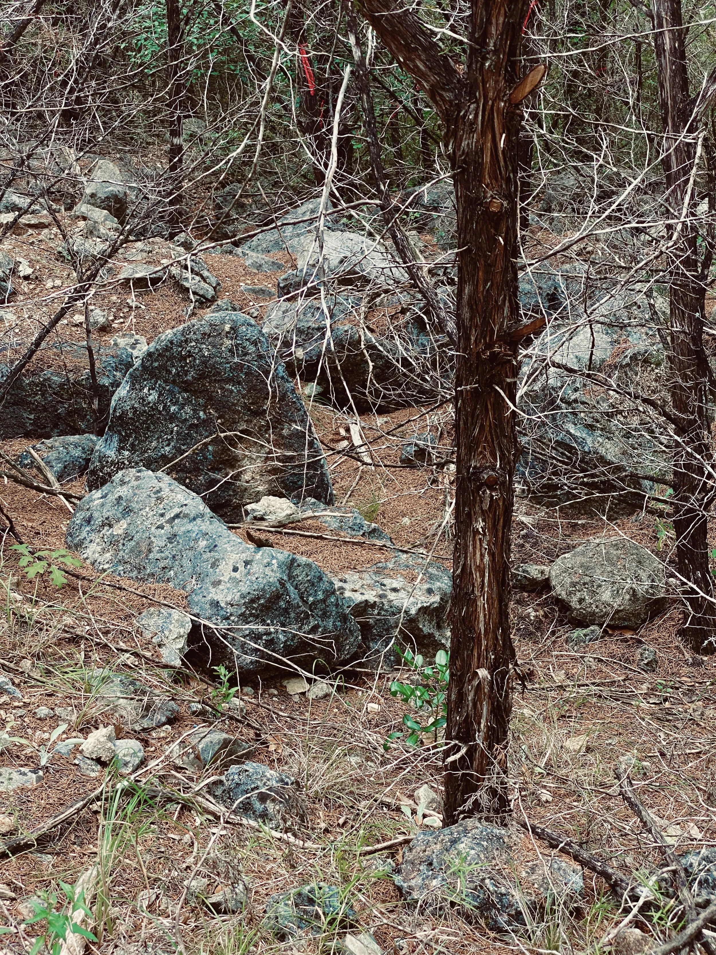 EDITORIAL (Woodland Study)