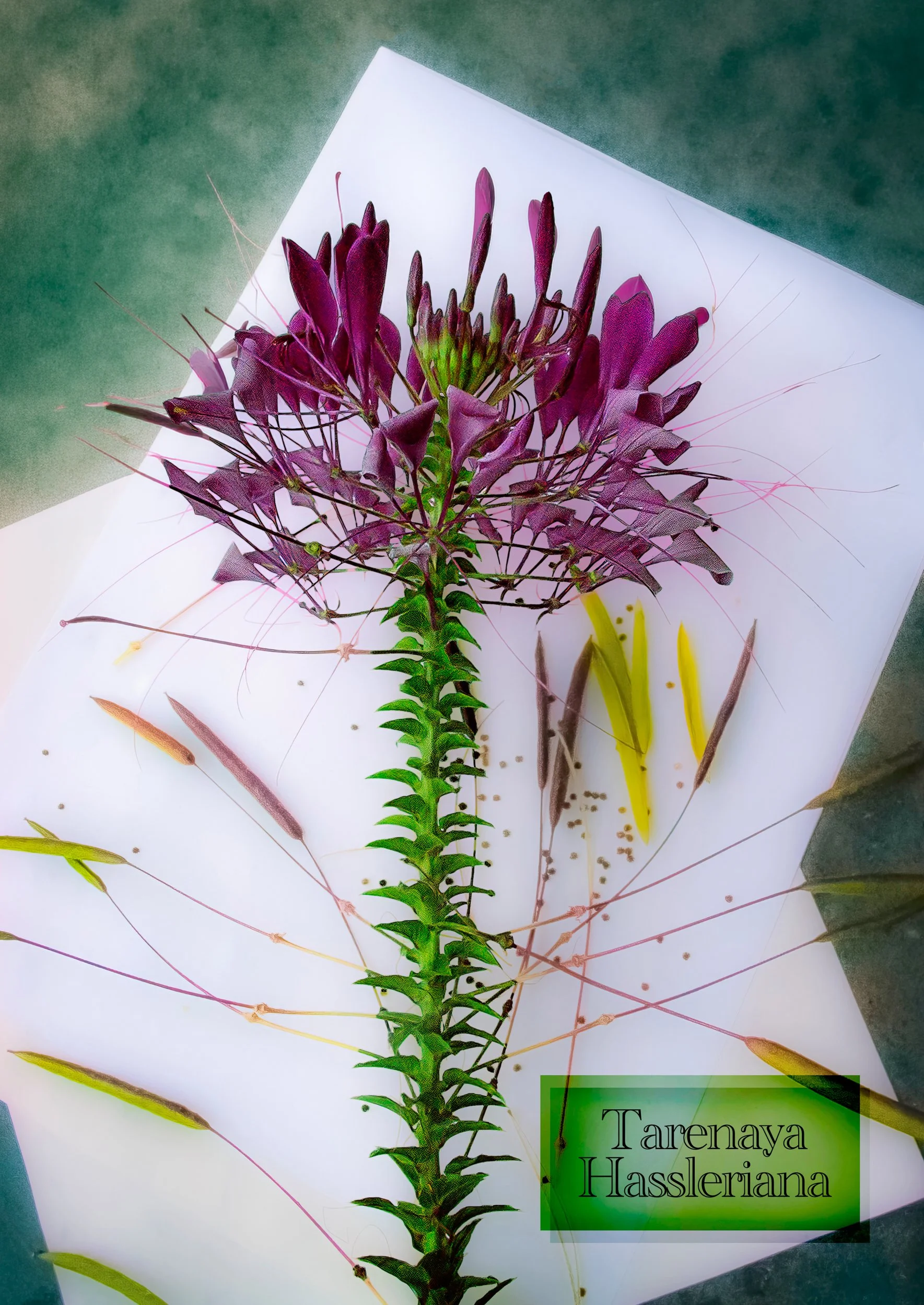 Spider plant-topSpider plantaz-upscale-2x.jpeg