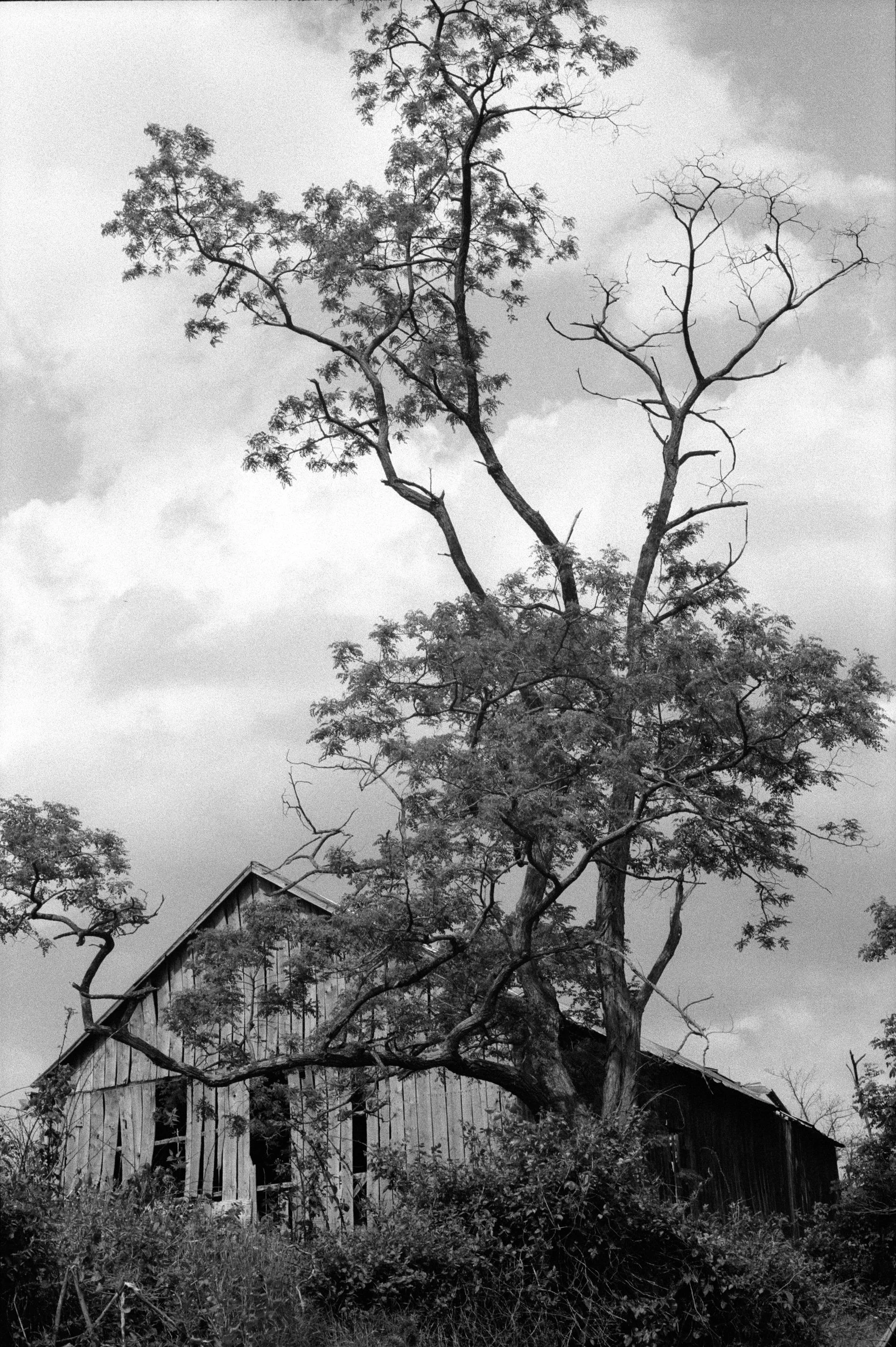 EDITORIAL (House, Tree, & Clouds)