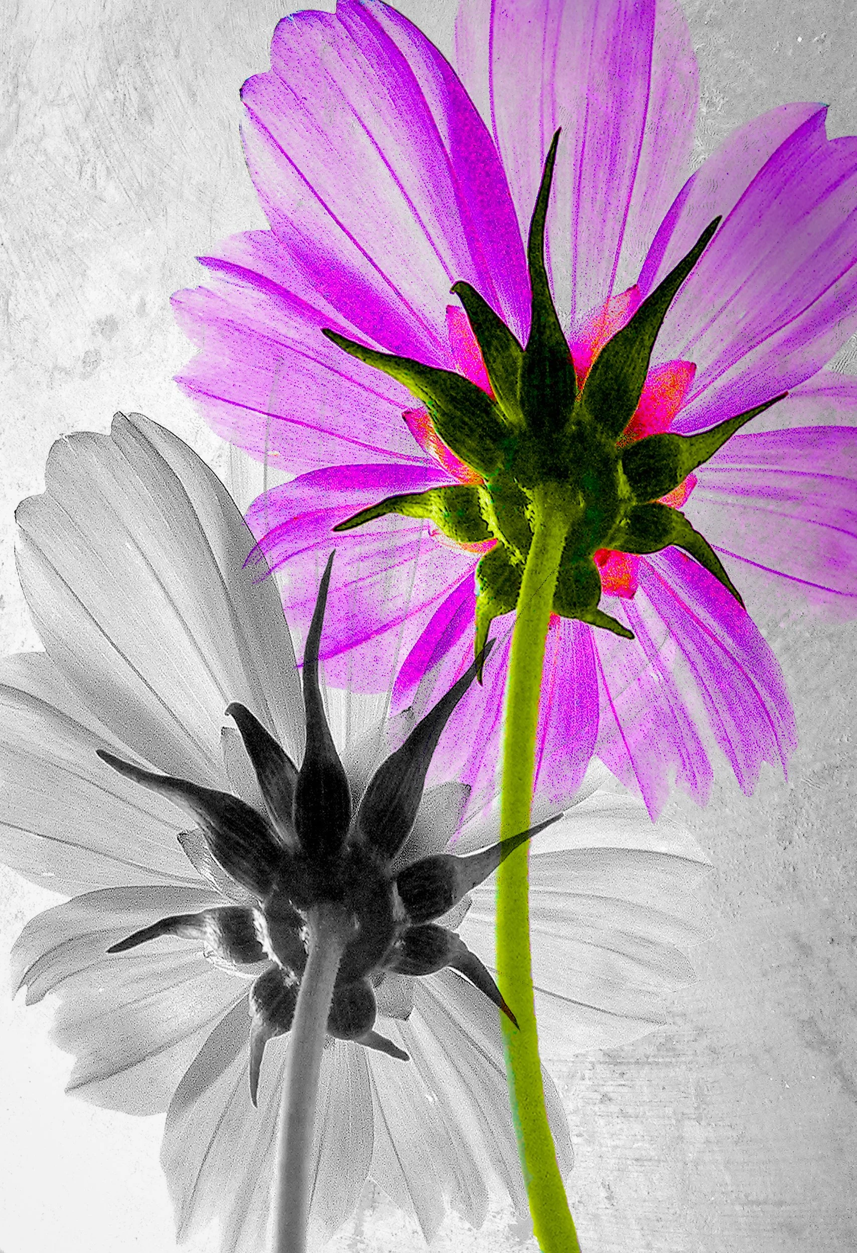 CosmosIII copy.jpeg