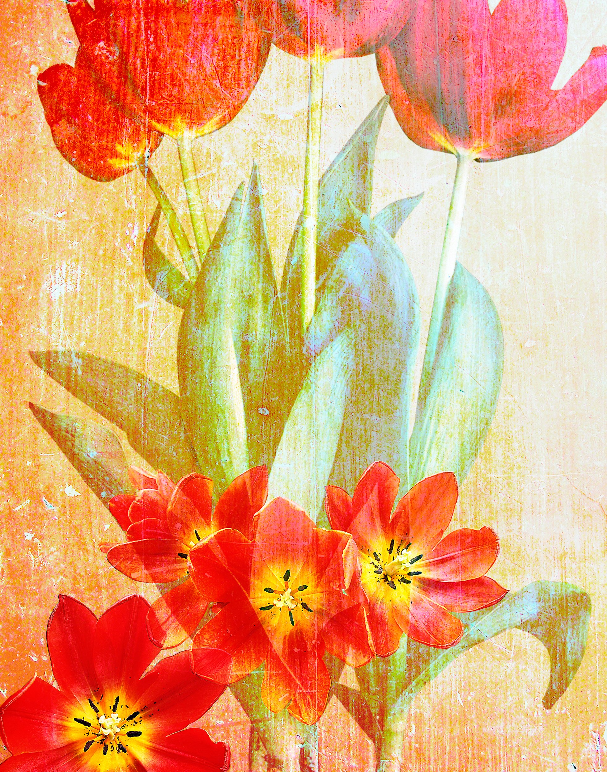 Tulip2a2200.jpeg