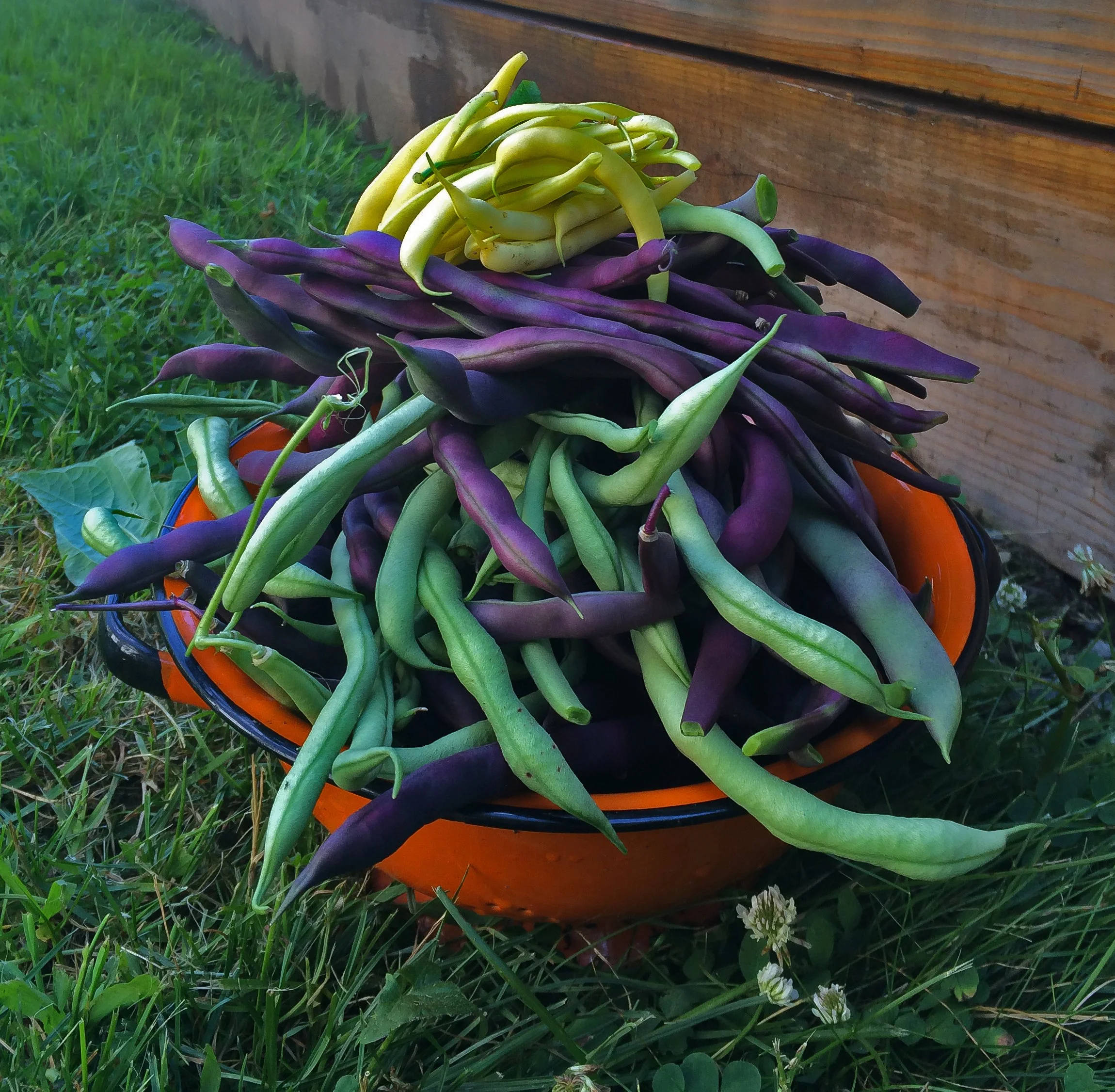 EDITORIAL (Fresh Picked String Beans)