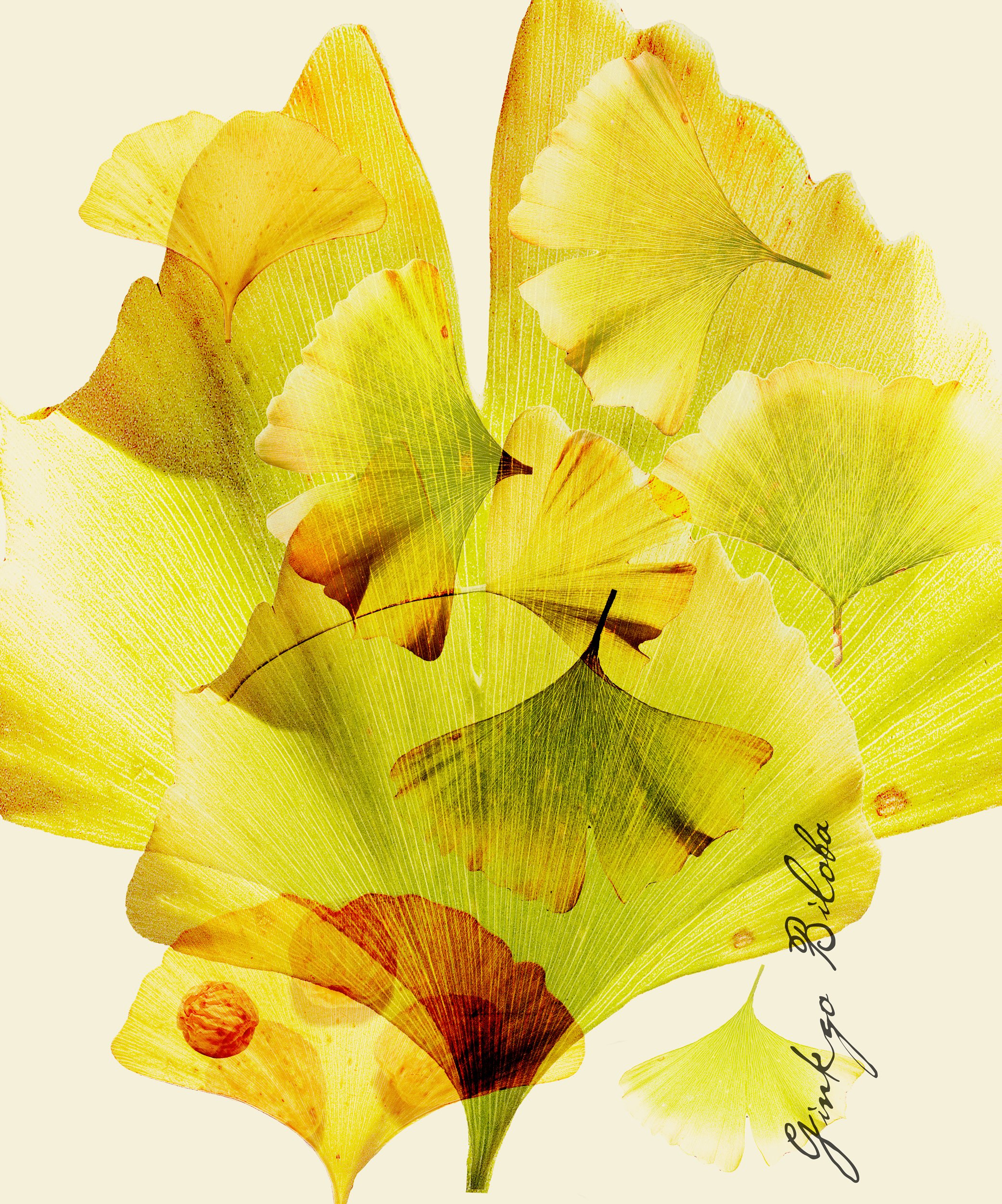_ginko-copy3-copy.jpeg