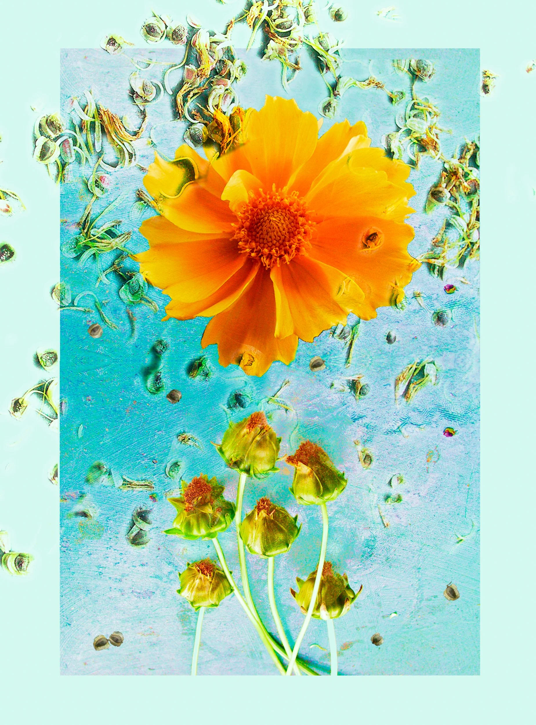 Coreopsis.jpeg