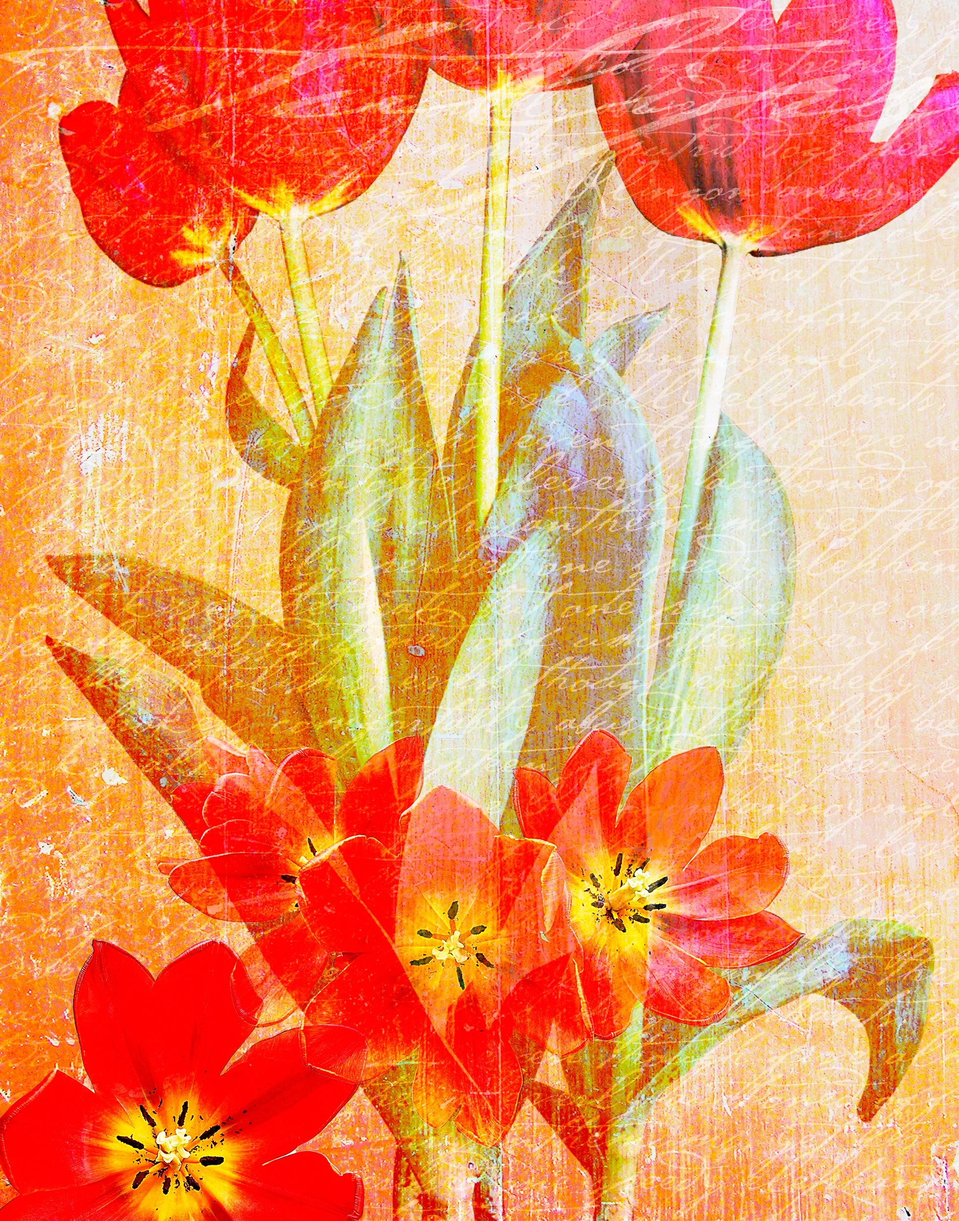 Tulip2a 13 a copyflat.jpeg