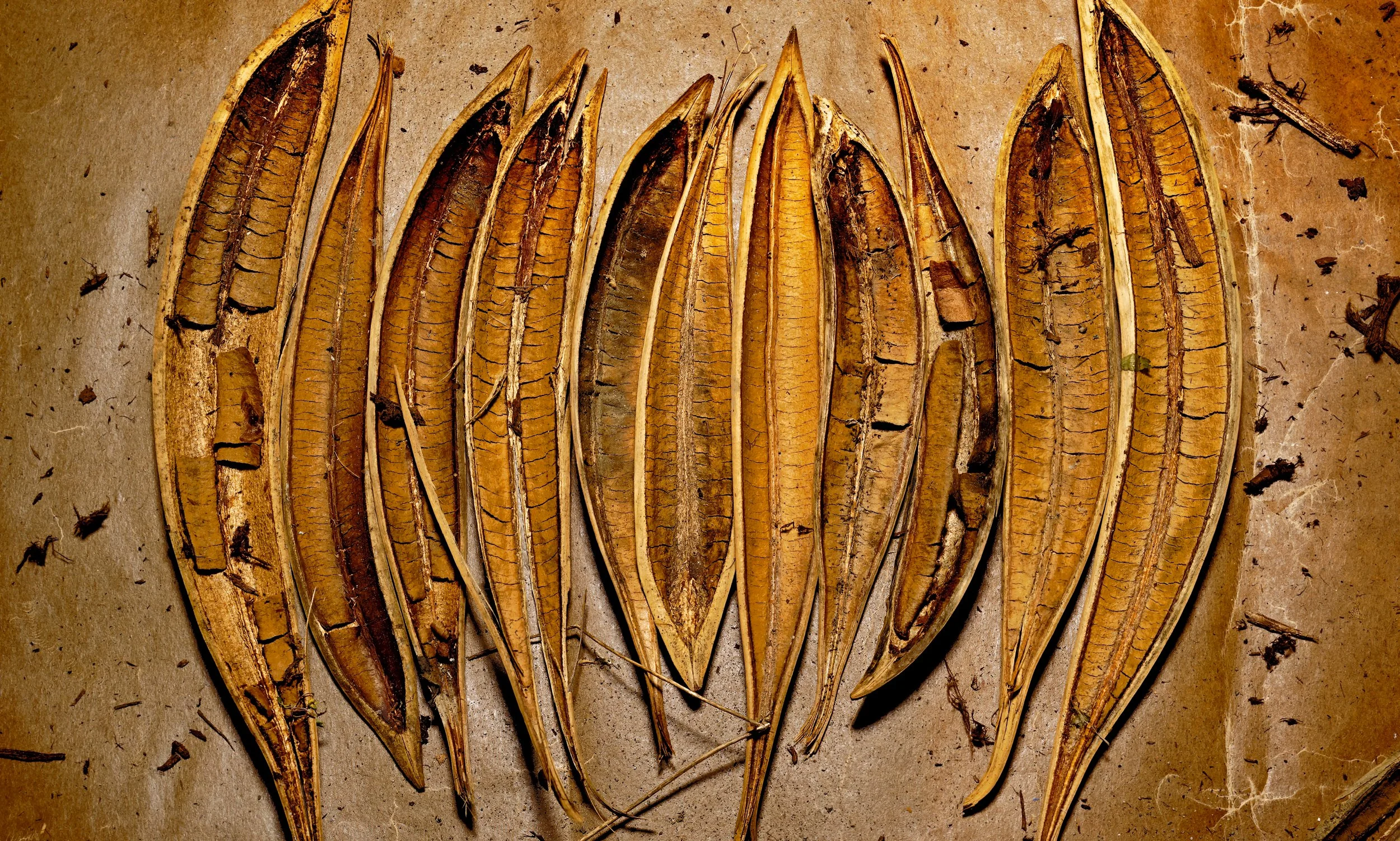 EDITORIAL (Trumpet Vine Seed Pods)