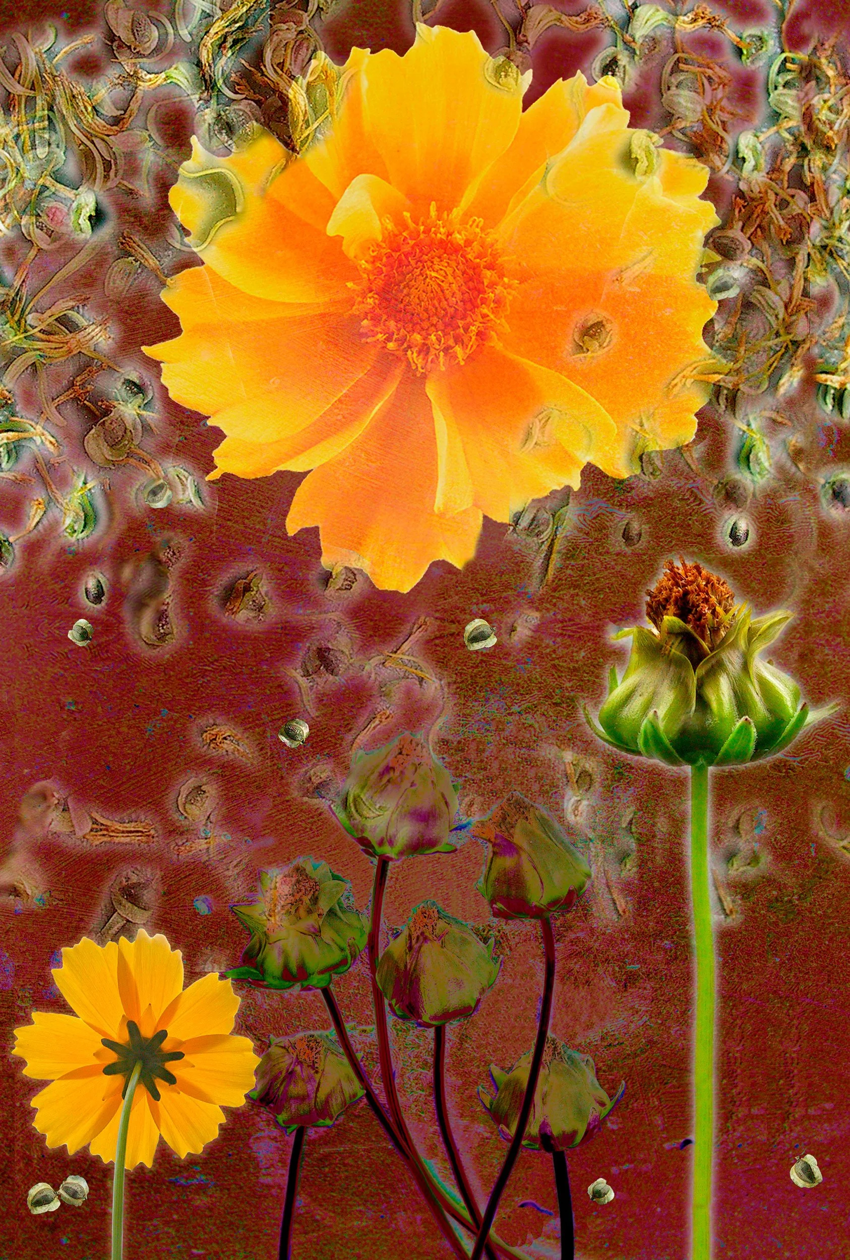 Coreopsis2-copy.jpg