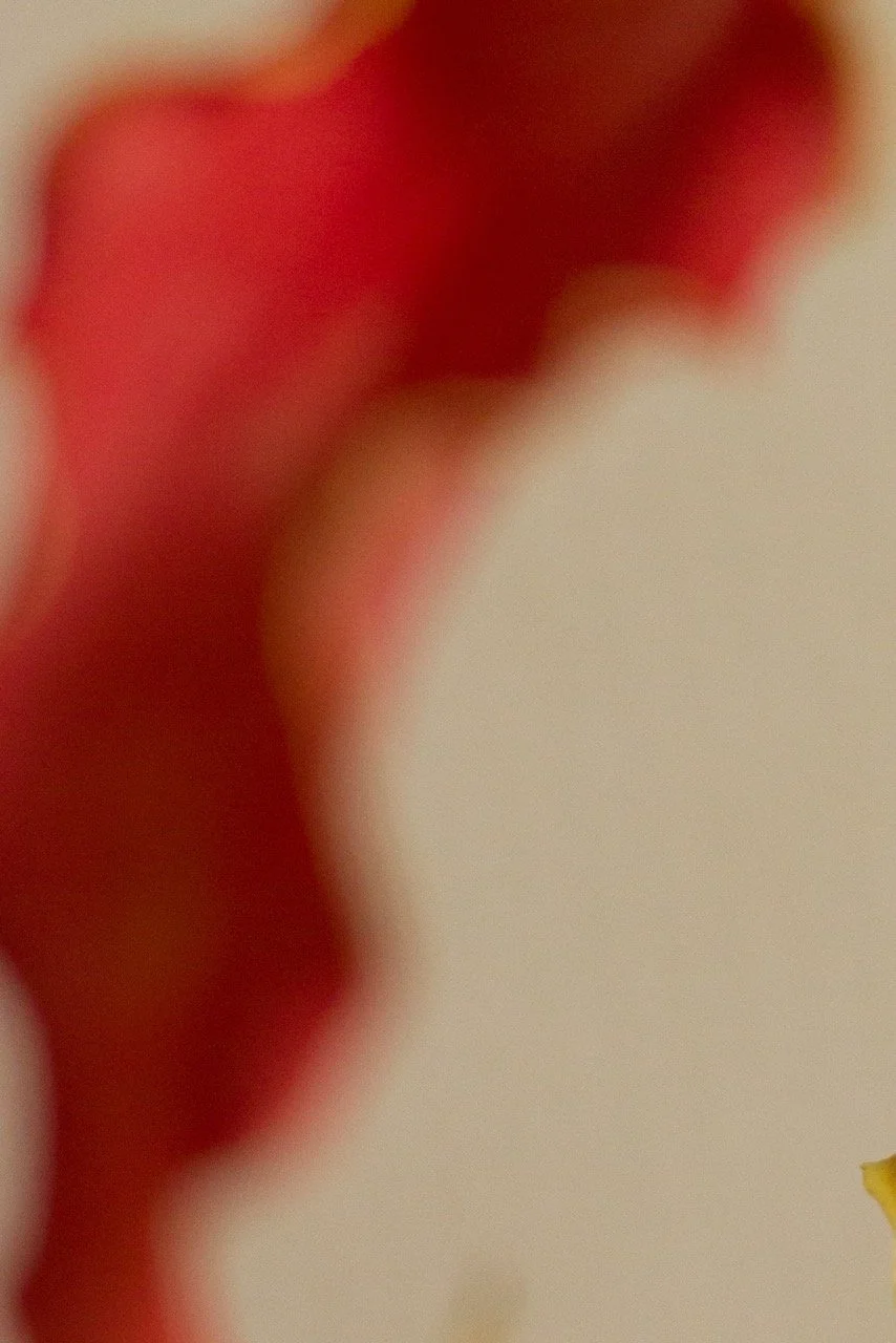 A blurred red flower still life image metaphor pregnant body — an abstract, artistic maternity photograph capturing the beauty of a body preparing for birth, motherhood in blooming. Noa Nguyen photography.