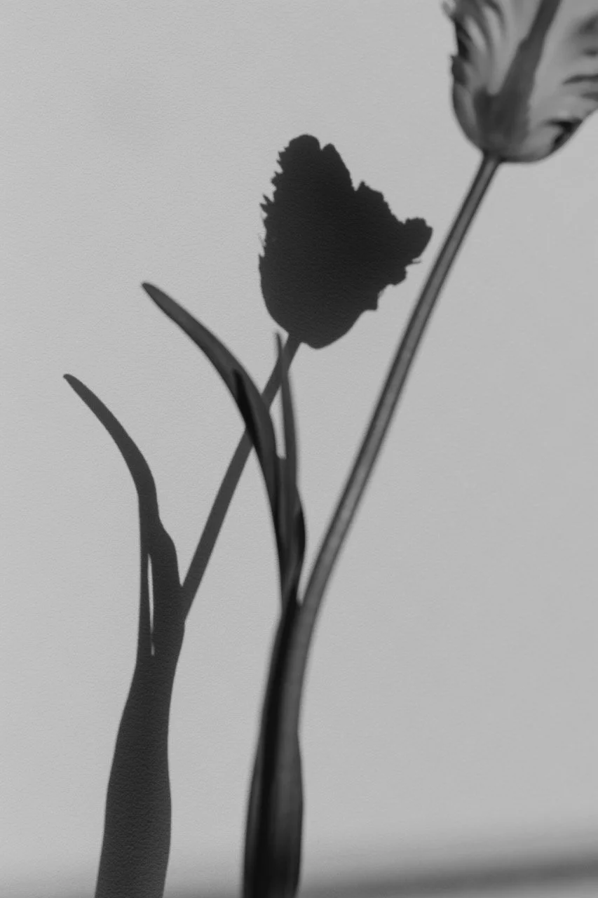 Black and white silhouette of tulips — an editorial still life from a motherhood portrait session by Tokyo photographer Noa Nguyen, capturing the quiet beauty in everyday details.