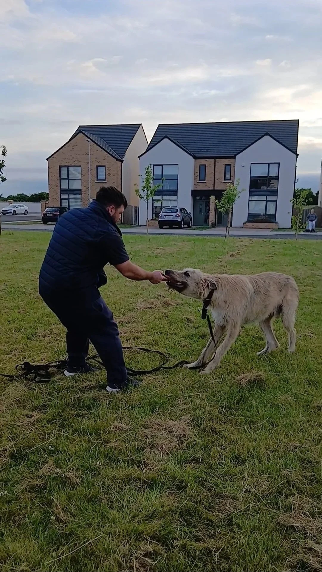 A man playing tug of war with a large dog in a grassy area near modern houses.