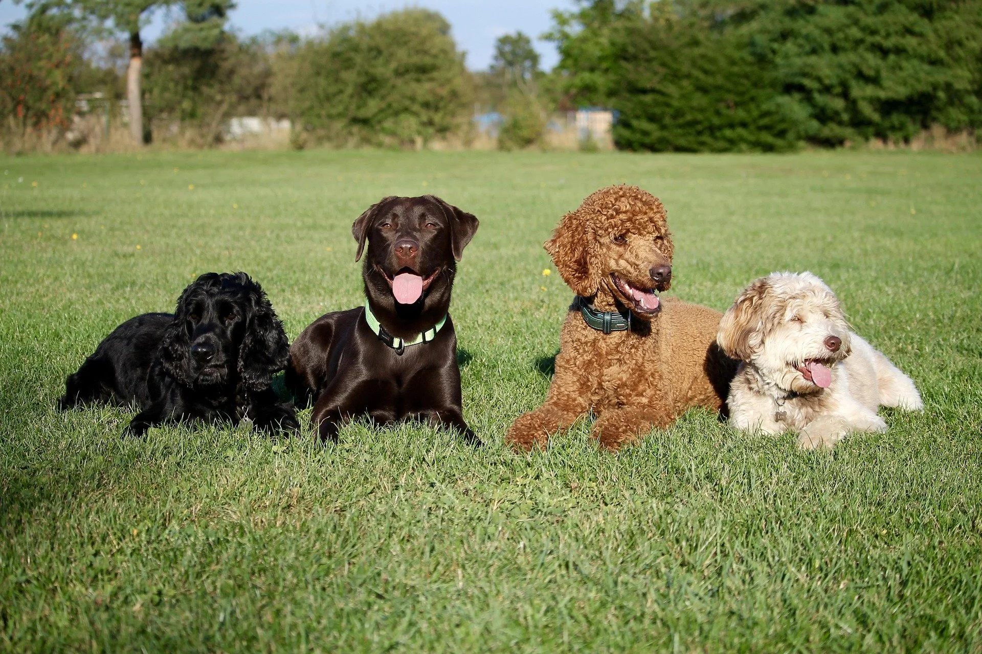 Two dogs, one black and tan, and one white, playing together on a grassy field with trees and buildings in the background.
