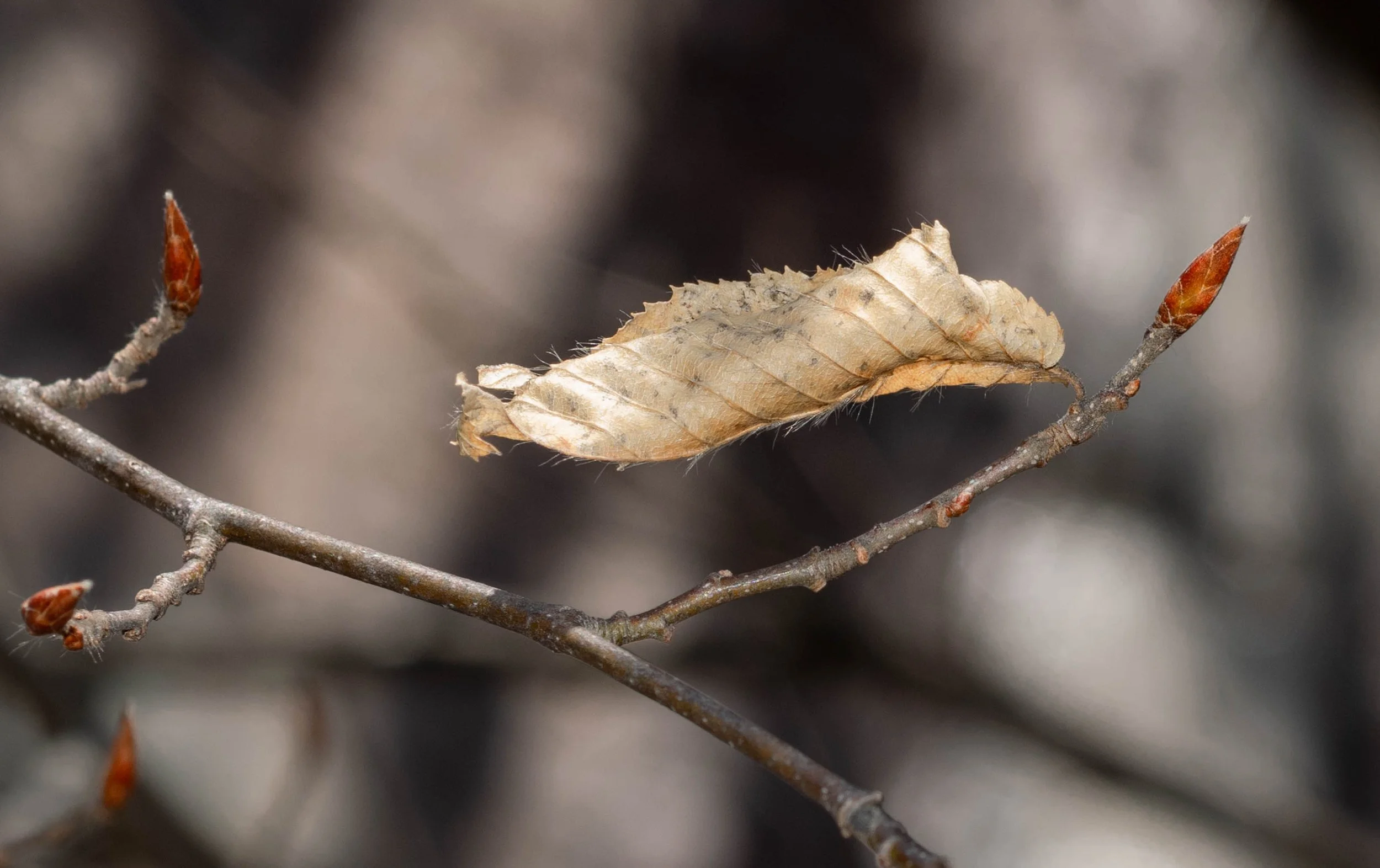 A Leaf Hangs On During the Winter Season.
