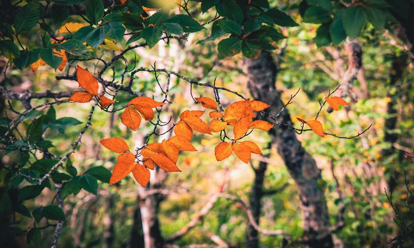 First Glimpse of Fall. Taken 09/2022. 

#fall#fallleaves#autumn #autumnleave#fallinnorthcarolina#nature#naturephotography#naturelovers#fallcolor#autumncolors#leaves#northcarolina #photography#craggygardens