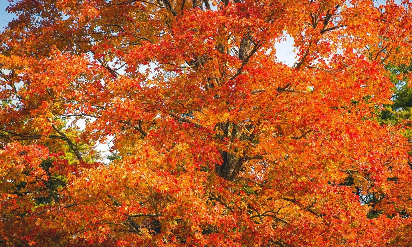 When people think of Autumn color, I think this is what they are speaking of. 

This tree was positioned at the start of a curve on the Blue Ridge Parkway. 

The tree was highlighted by direct sunlight and was so bright, it was distracting. In  the b