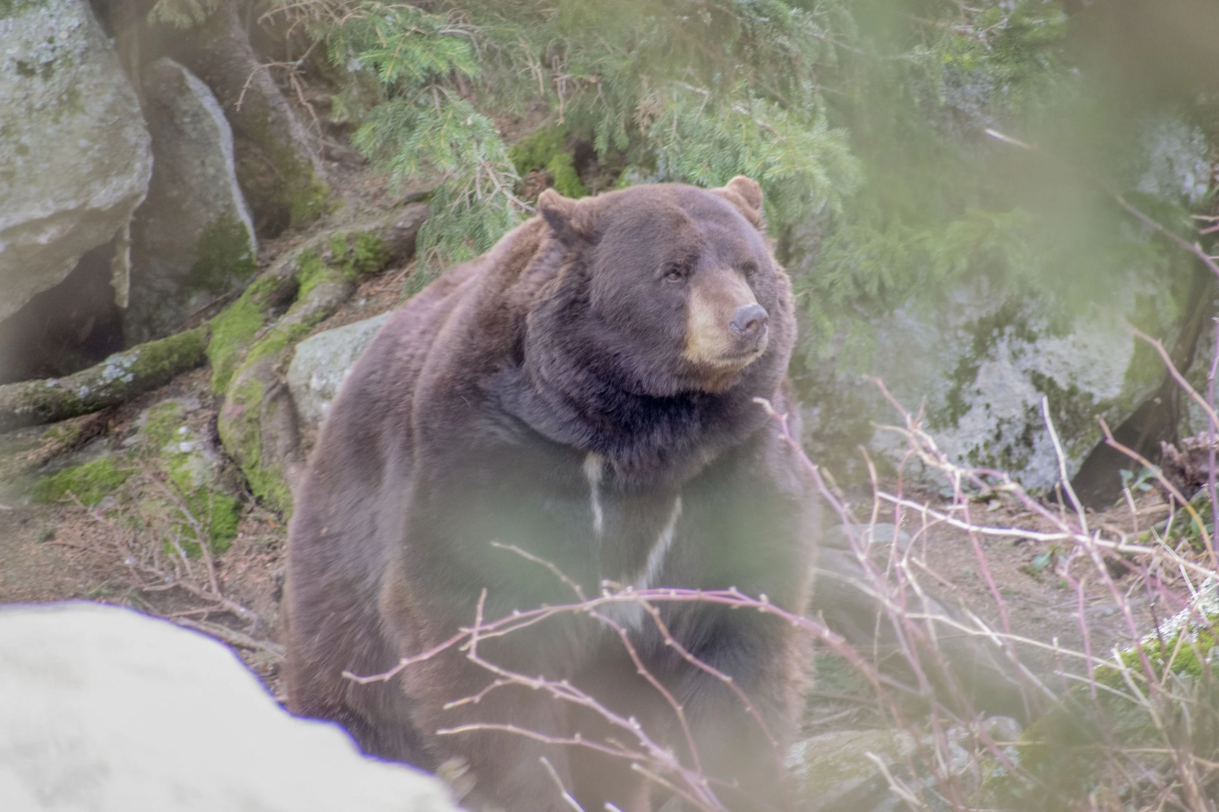 Black Bear at the Grandfather Mountain Wildlife Habitat.